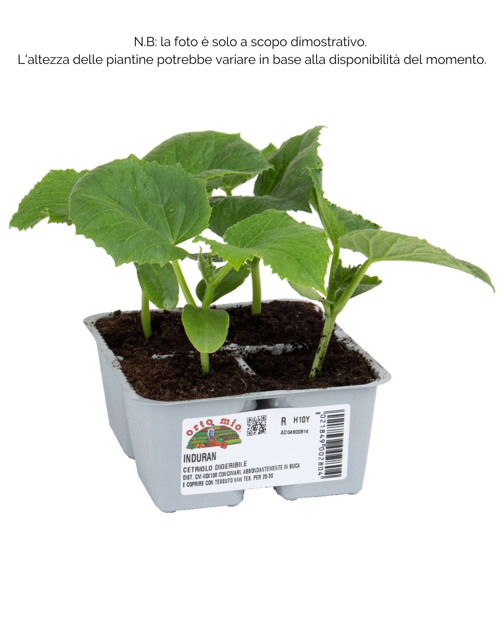 Cetriolo digeribile Induran F1 - 4 piante - Orto Mio