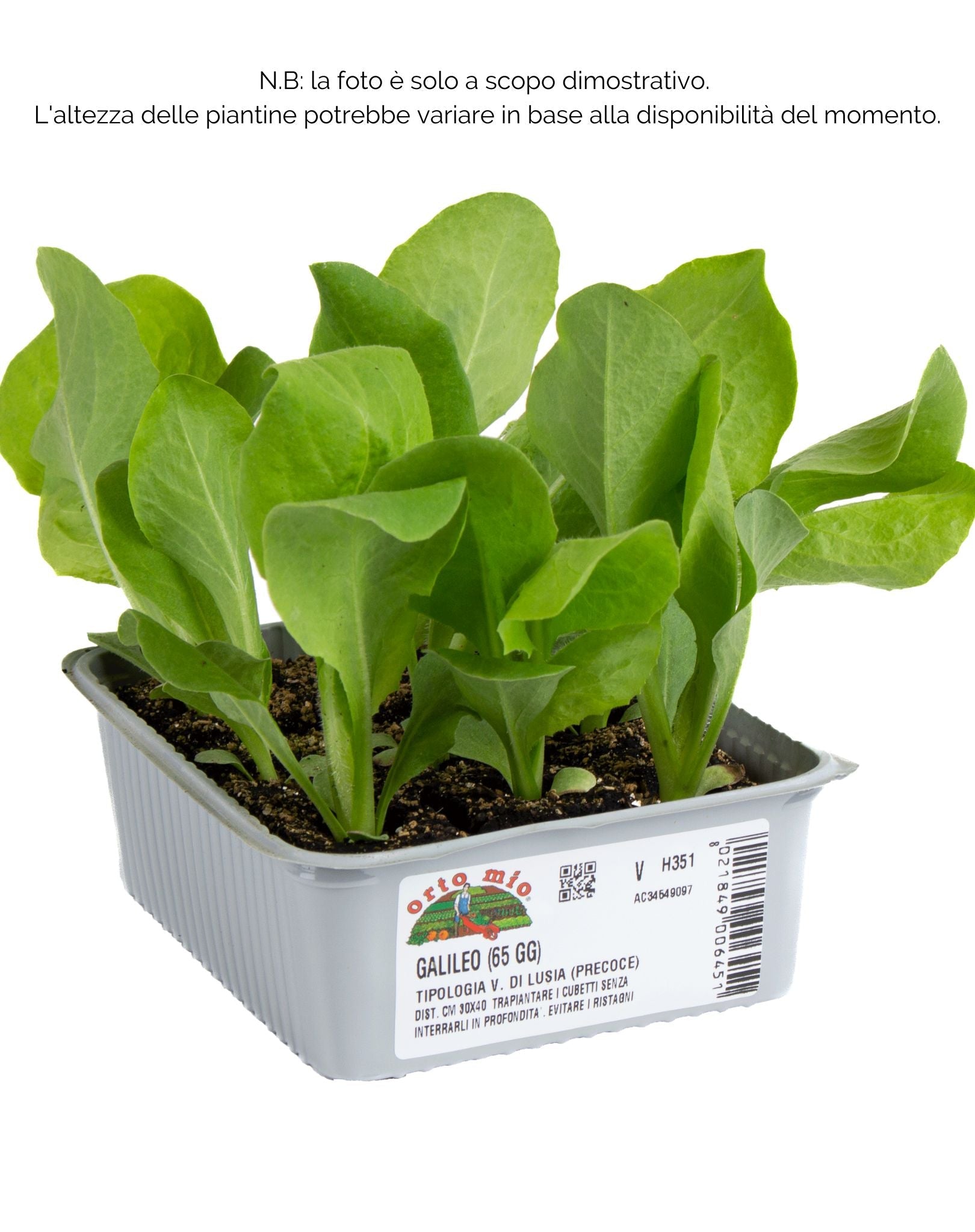 Cicorie e Radicchio variegata di Lusia precoce Galileo F1- 9 piante - Orto Mio