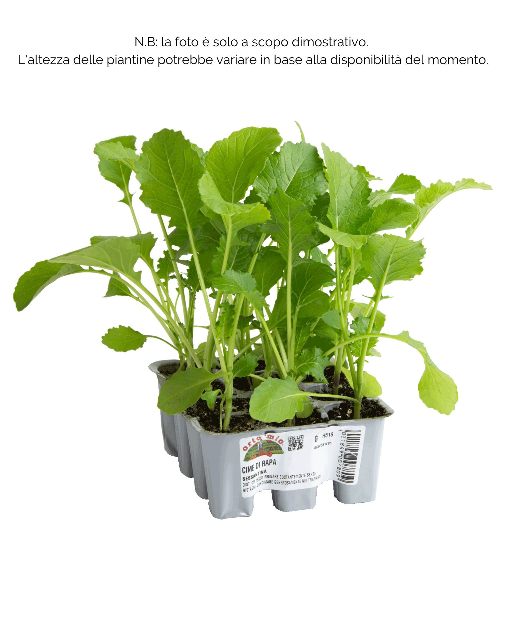 Cima di rapa sessantina - 12 piante - Orto Mio