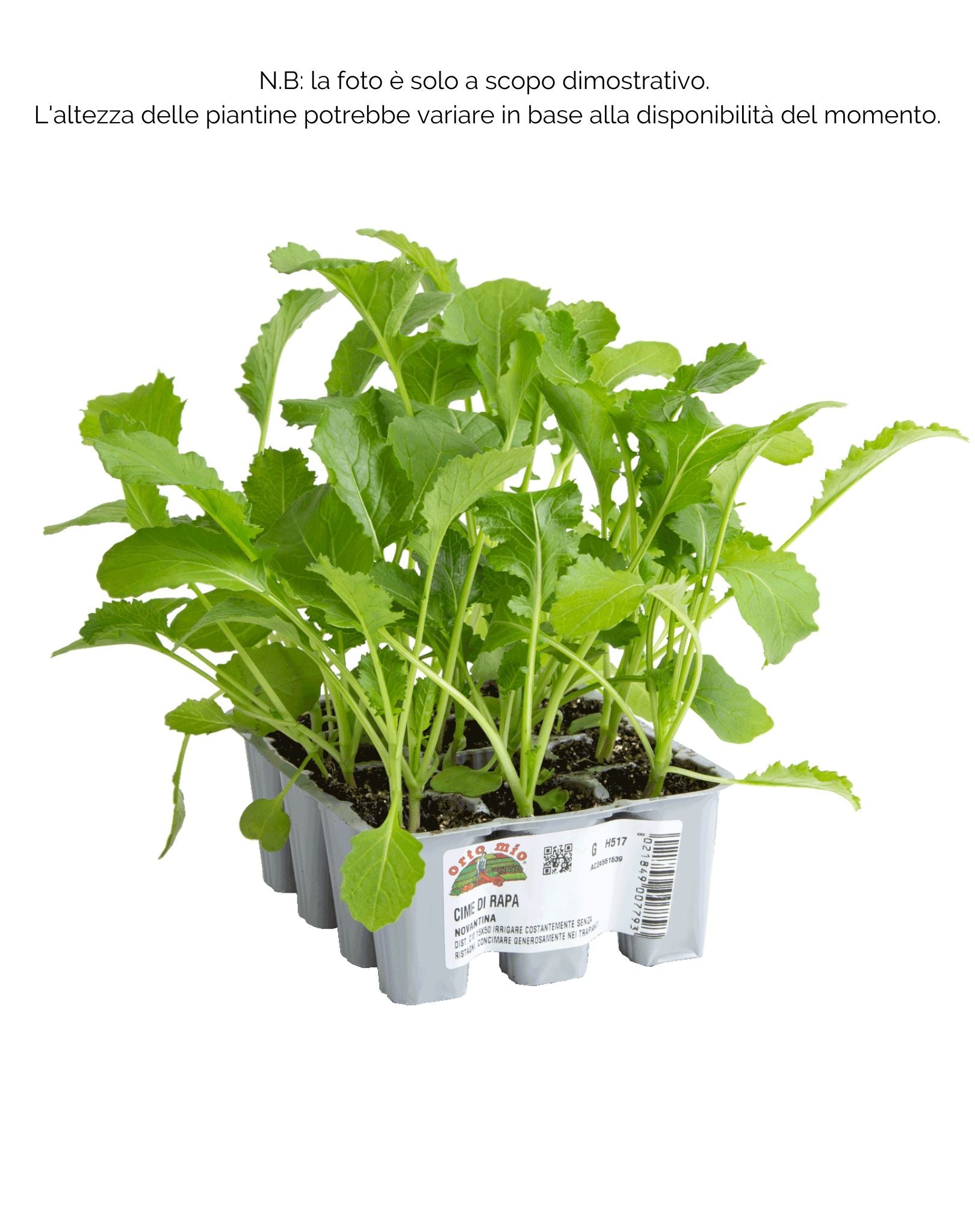 Cima di rapa novantina - 12 piante - Orto Mio