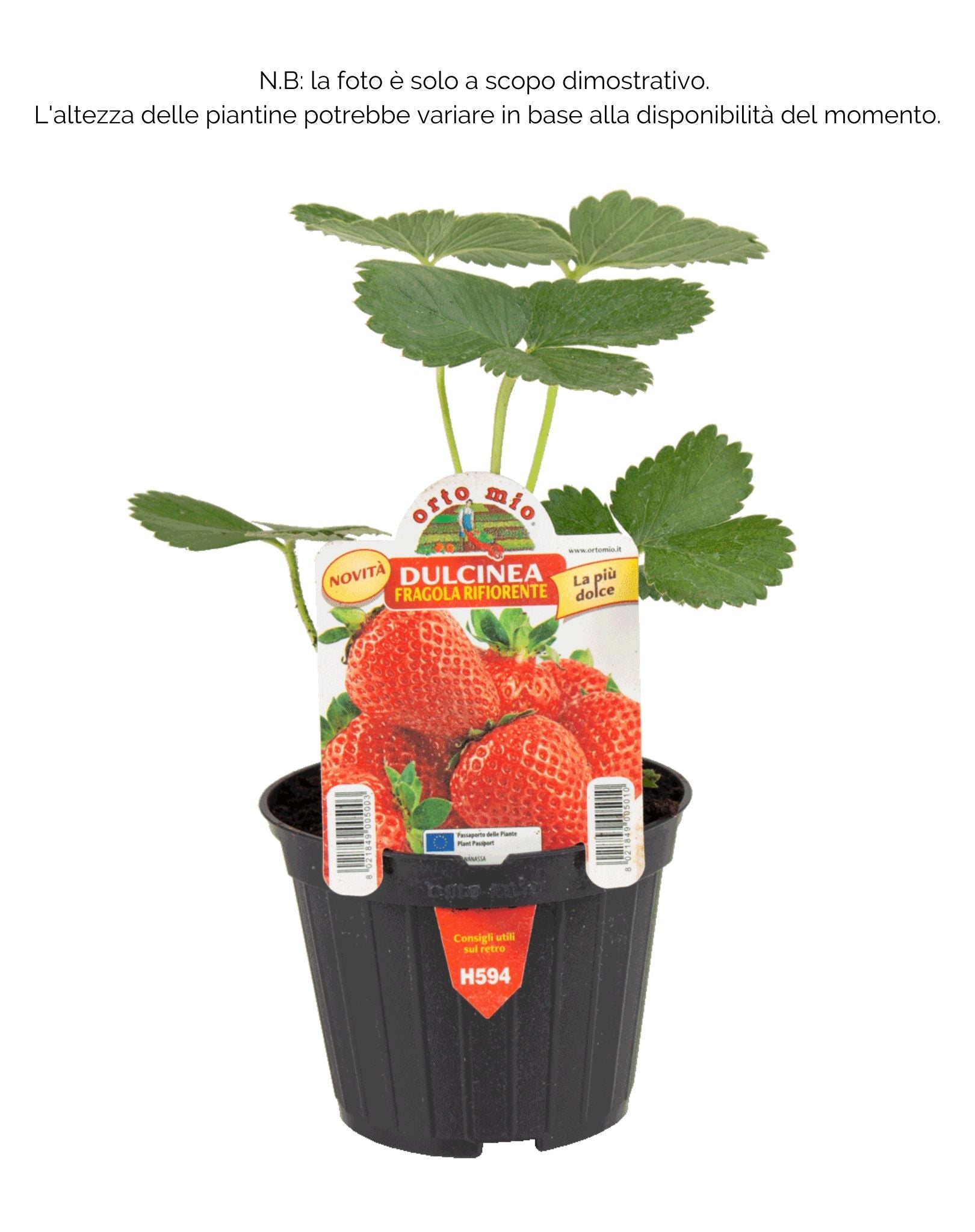 Fragola rifiorente Dulcinea quattro stagioni (ex Charlotte) - 1 pianta v. 10 cm - Orto Mio