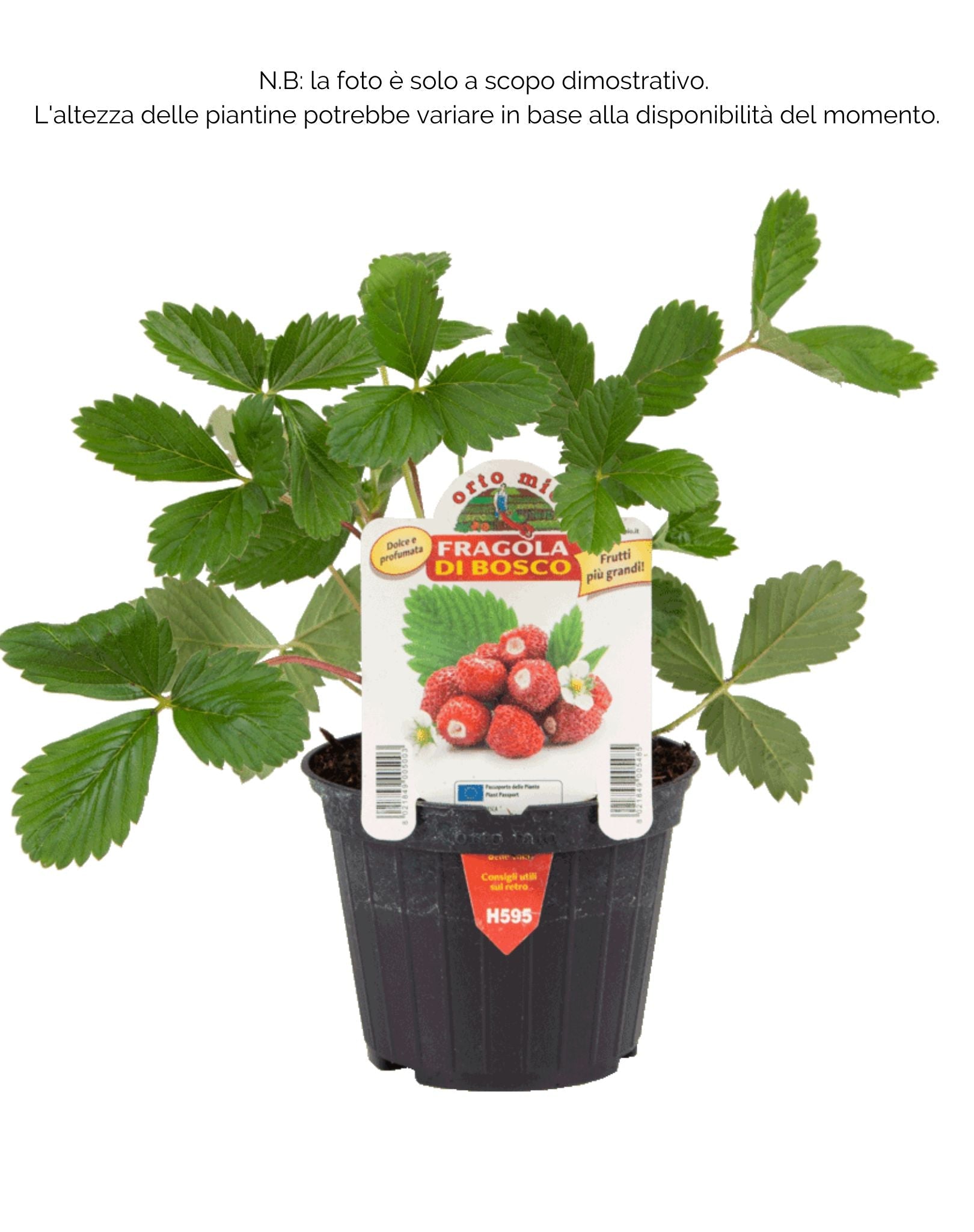 Fragola di Bosco Regina delle Valli - 1 pianta v.10 cm - Orto Mio