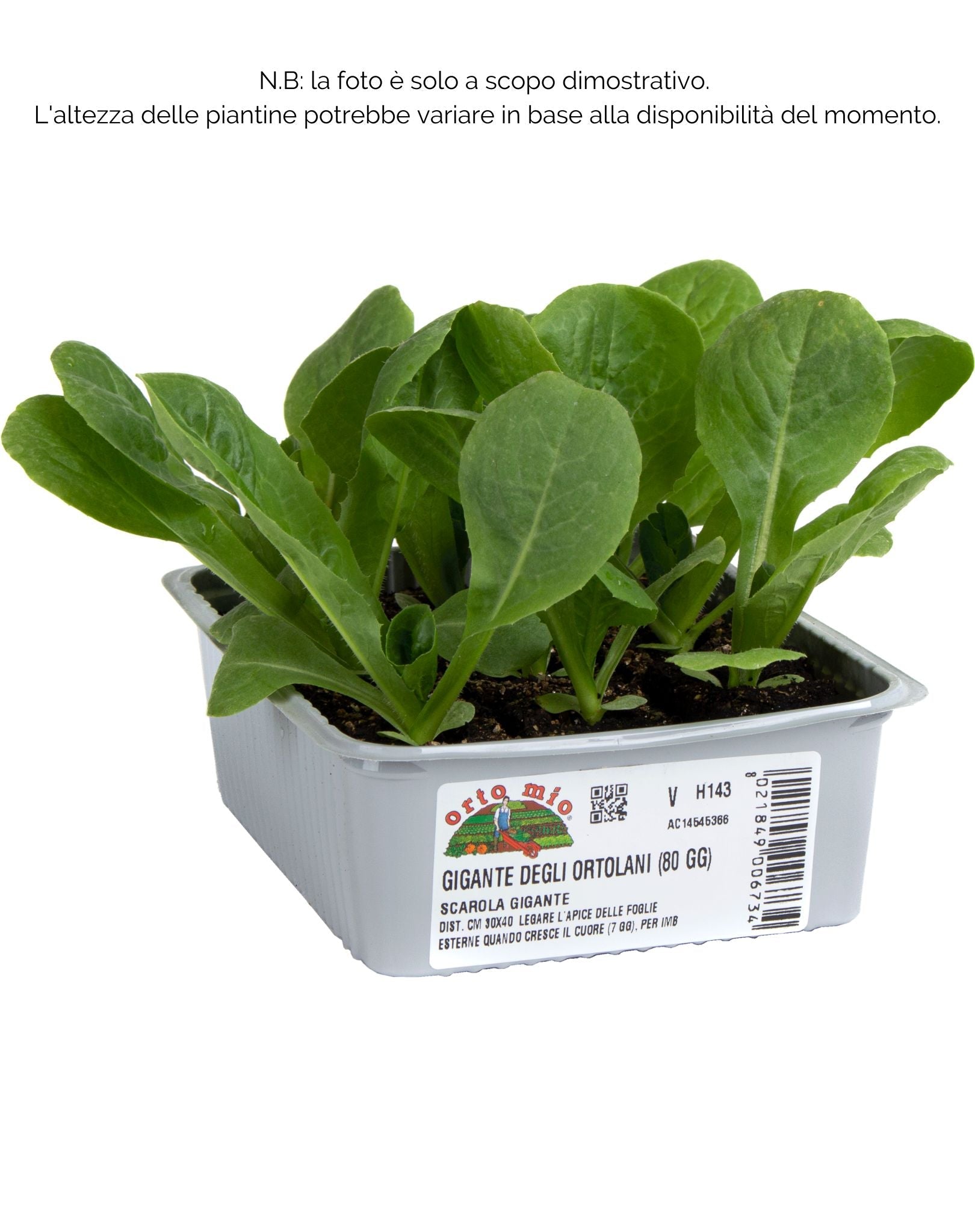 Indivia scarola gigante degli ortolani Torino - 9 piante - Orto Mio