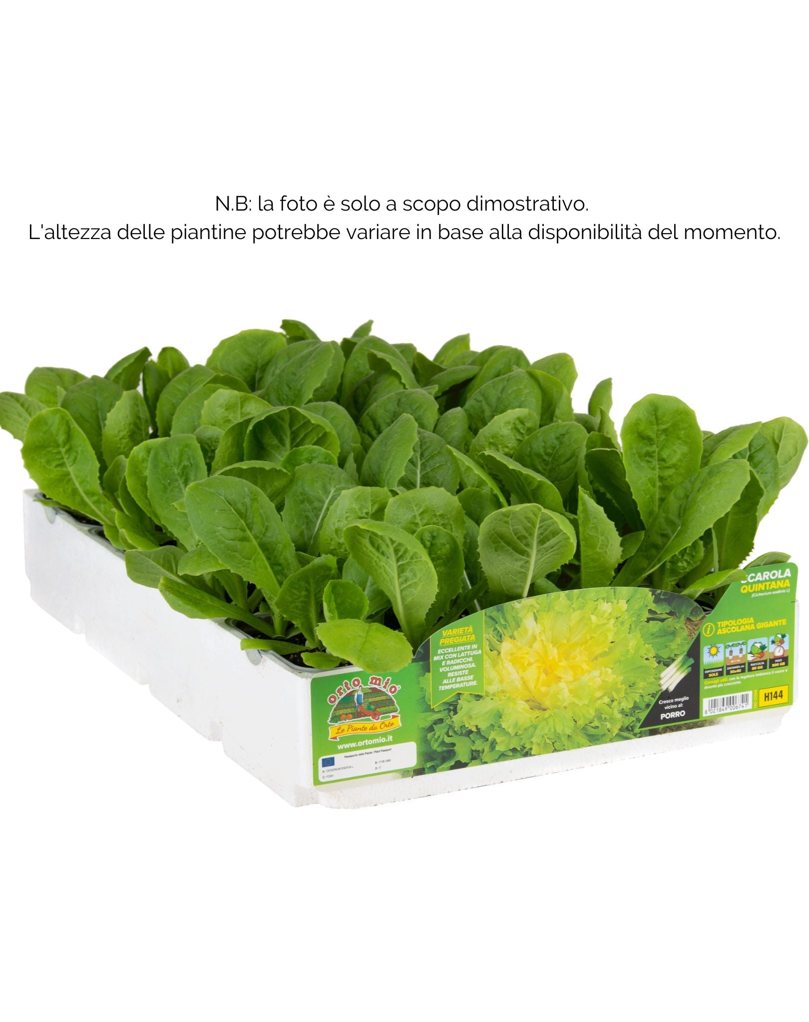 Indivia scarola ascolana Quintana - 9 piante - Orto Mio
