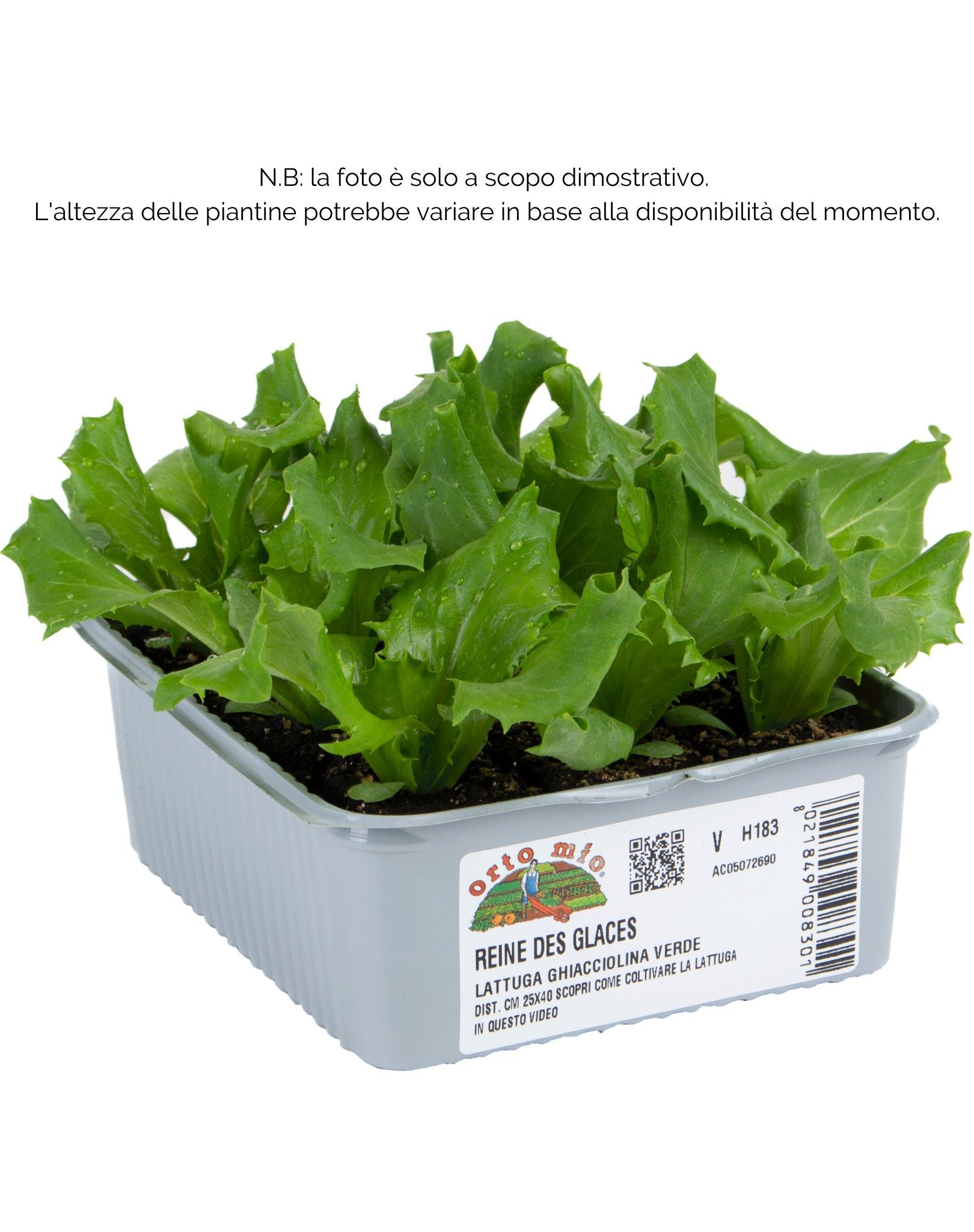 Lattuga ghiacciolina Reine des Glaces - 9 piante - Orto Mio