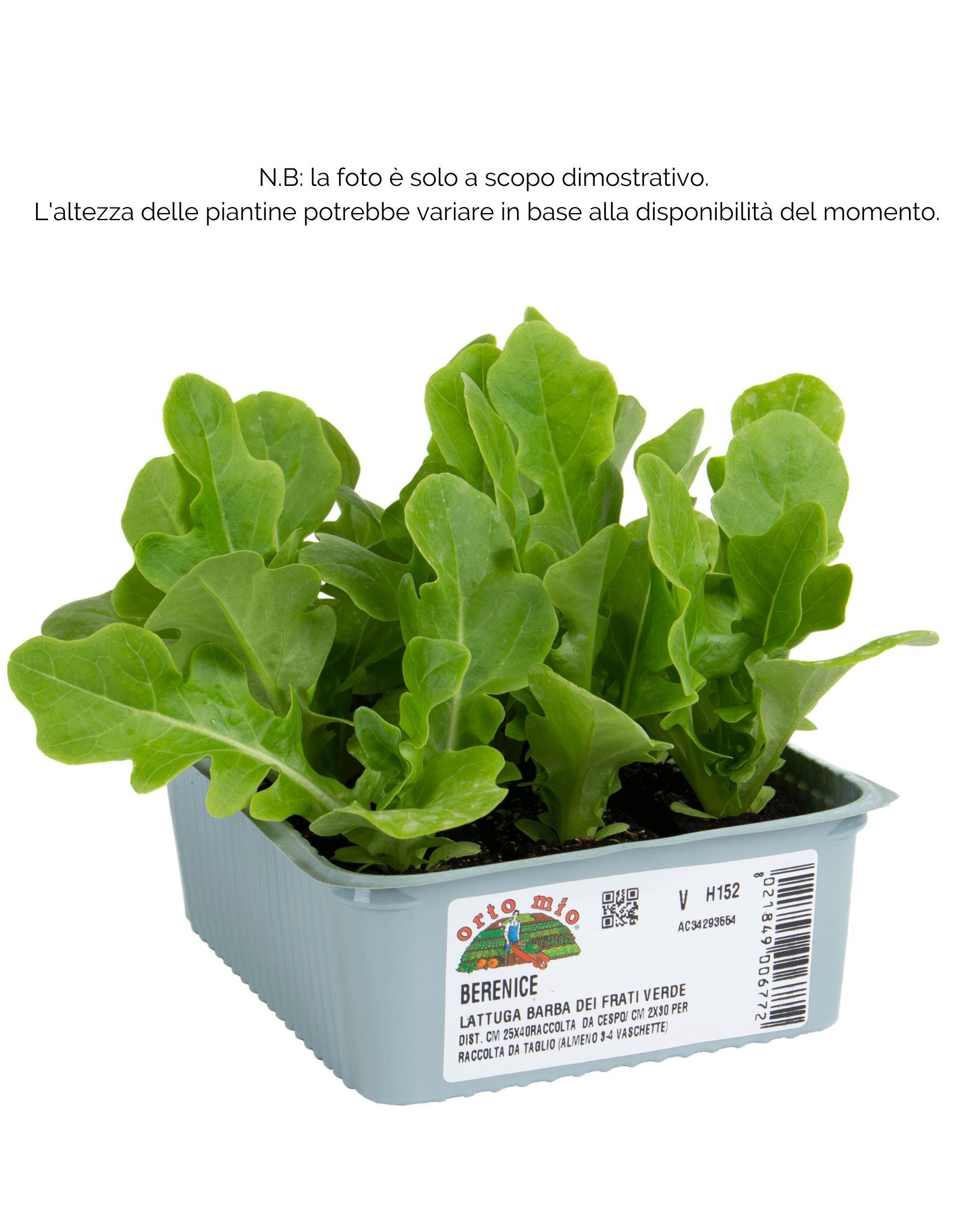 Lattuga barba dei frati verde Berenice - 9 piante - Orto Mio