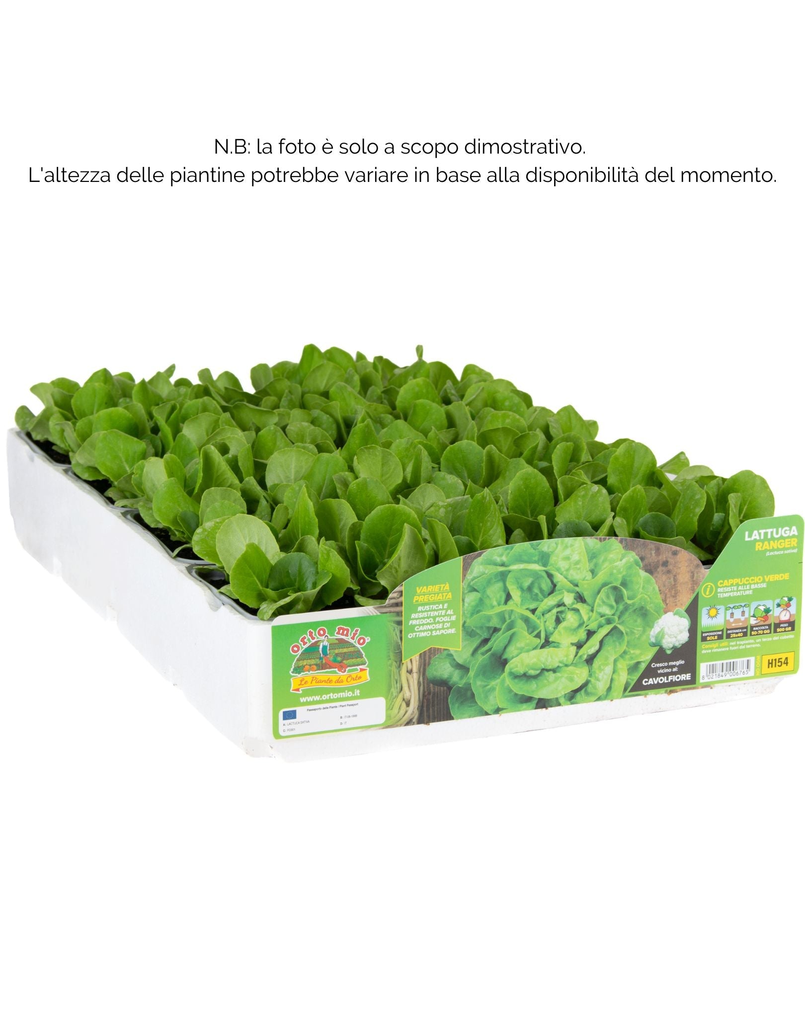Lattuga cappuccio verde Ranger (primaverile-invernale) - 9 piante - Orto Mio