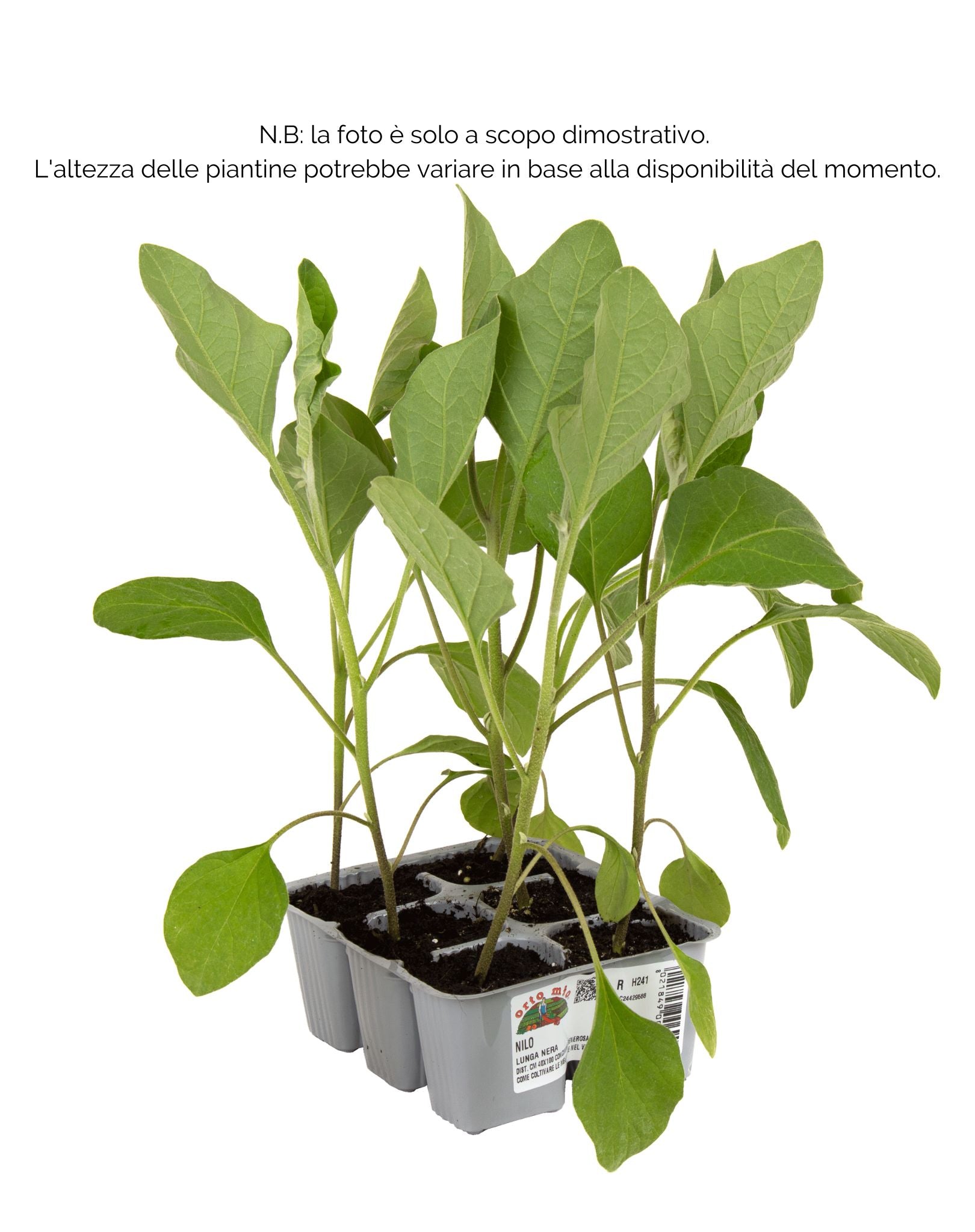 Melanzana lunga Nilo F1 - 6 piante - Orto Mio