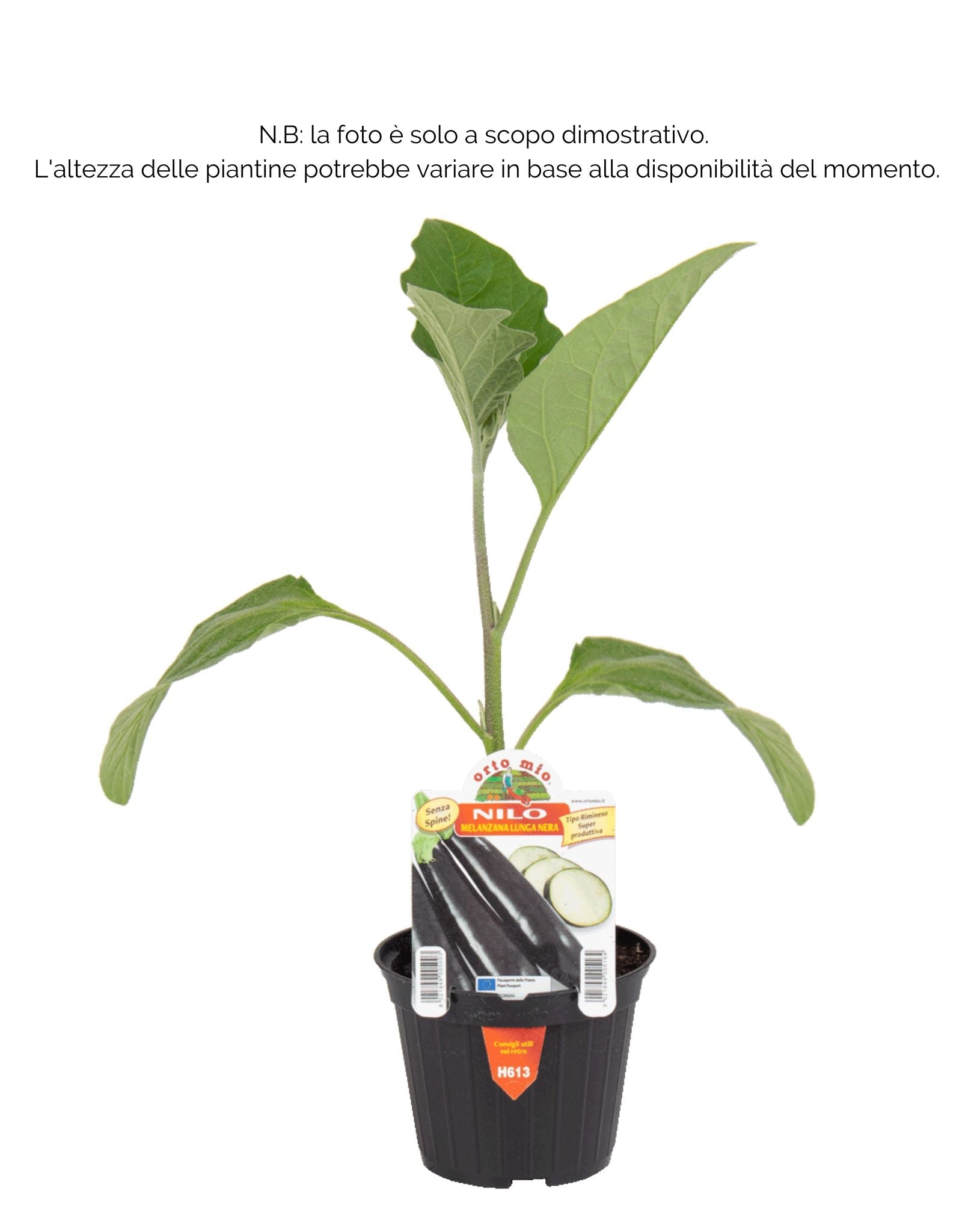 Melanzana lunga Nilo F1 - 1 pianta v.10 - Orto Mio