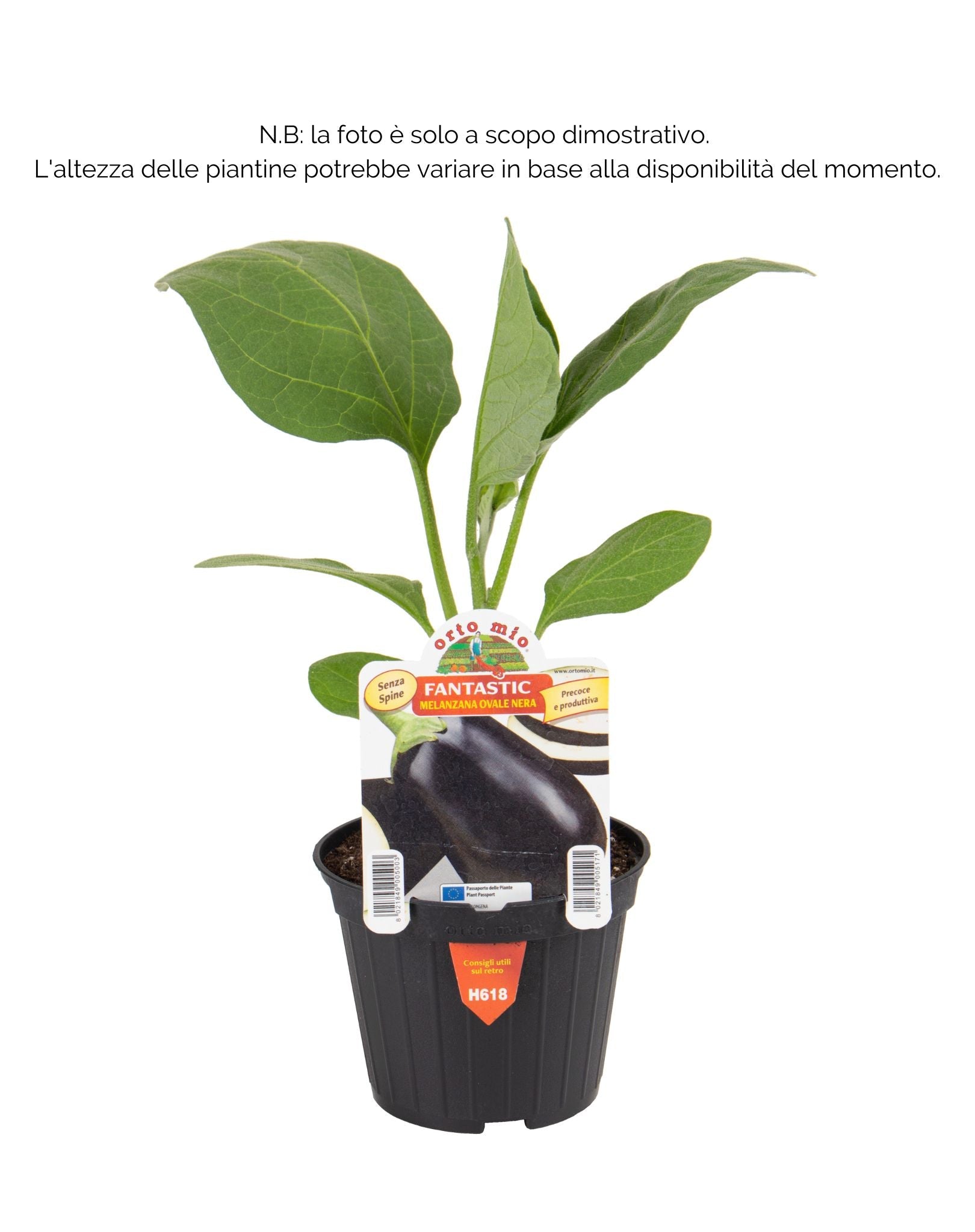Orto Mio Melanzana Tonda Nera Fantastic F1 - Vaso 10 cm - Orto Mio
