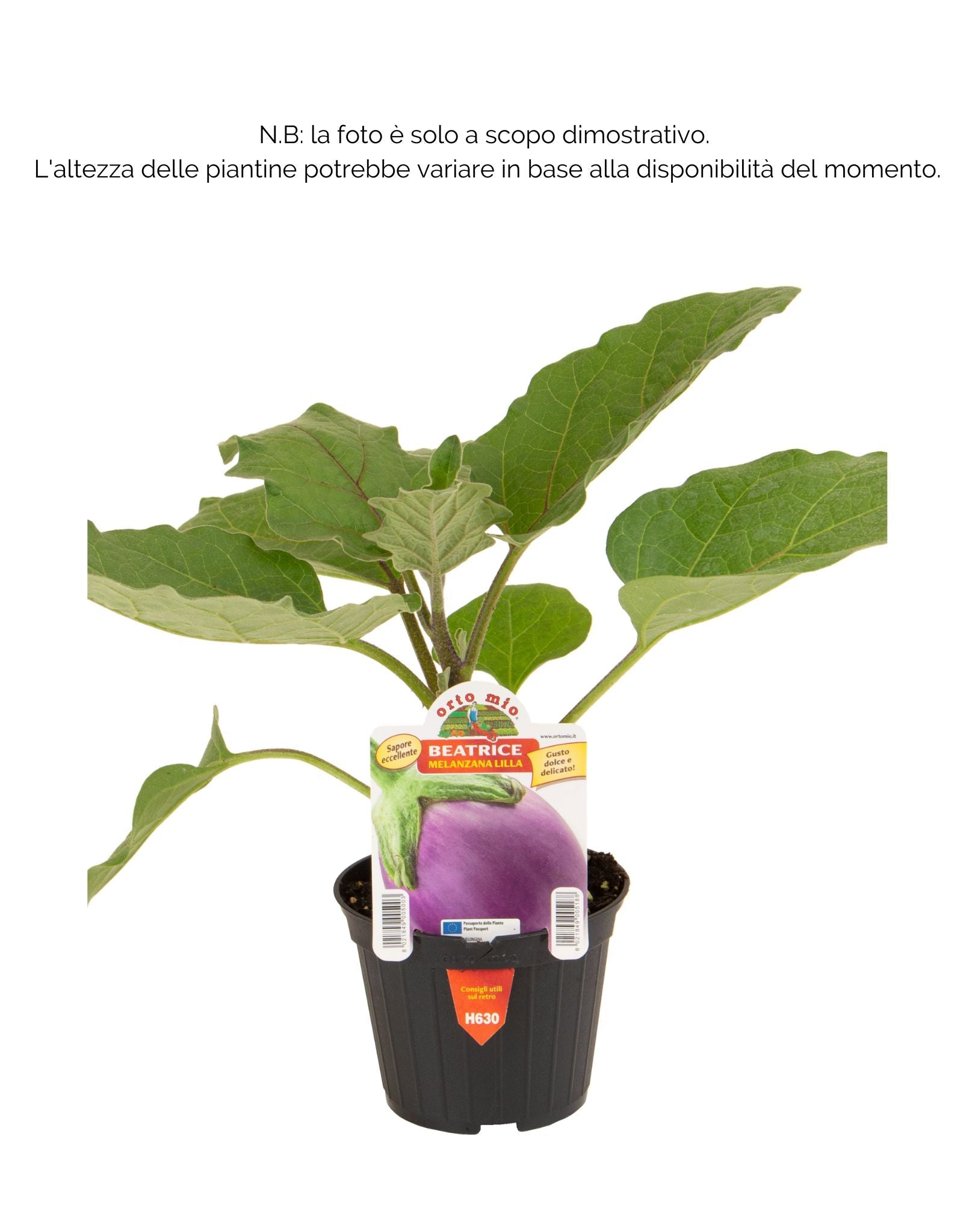 Melanzana tonda lilla Beatrice F1 - vaso da 10 cm - Orto Mio