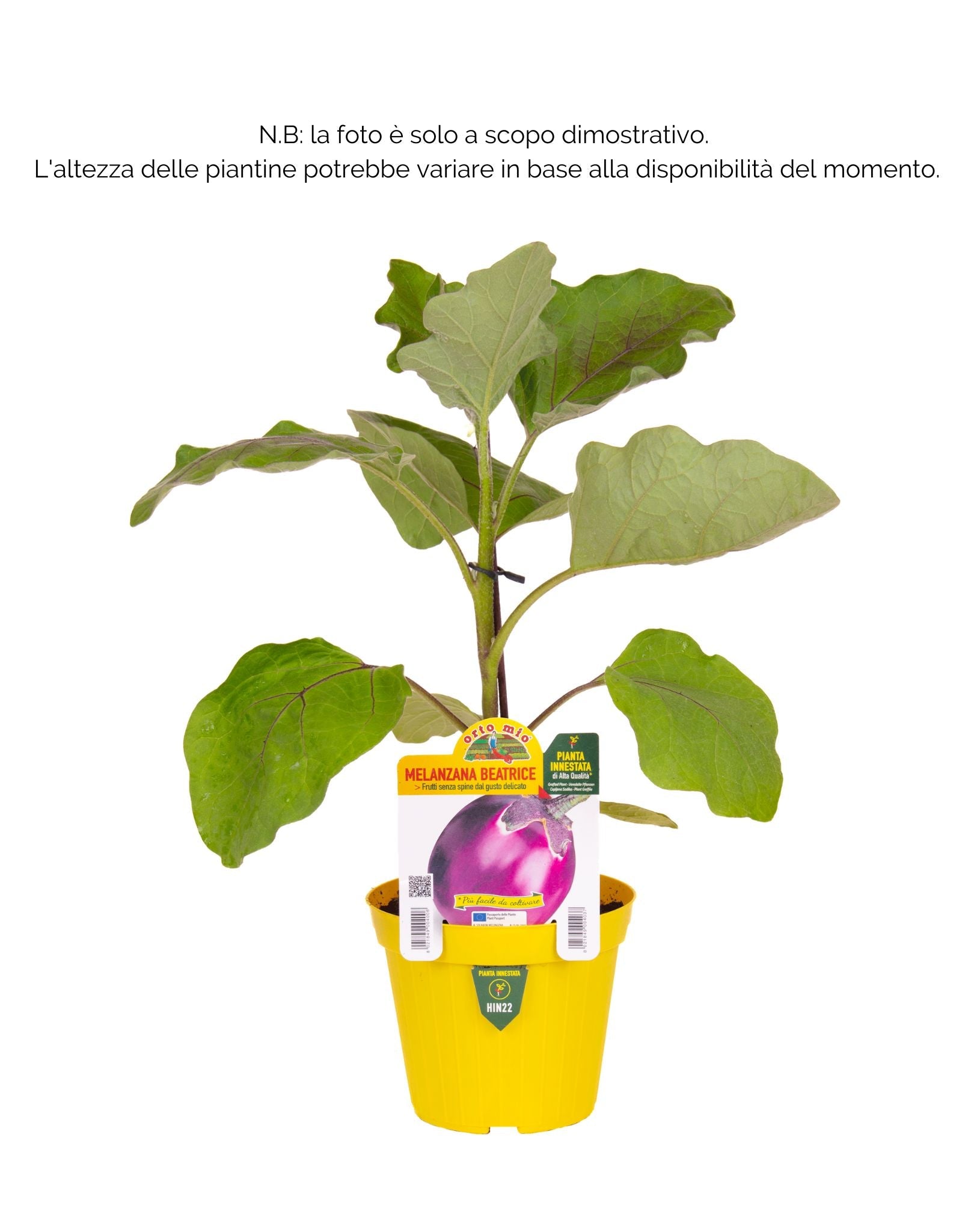 Melanzana tonda lilla Beatrice F1 - 1 pianta innestata v.14 cm - Orto Mio