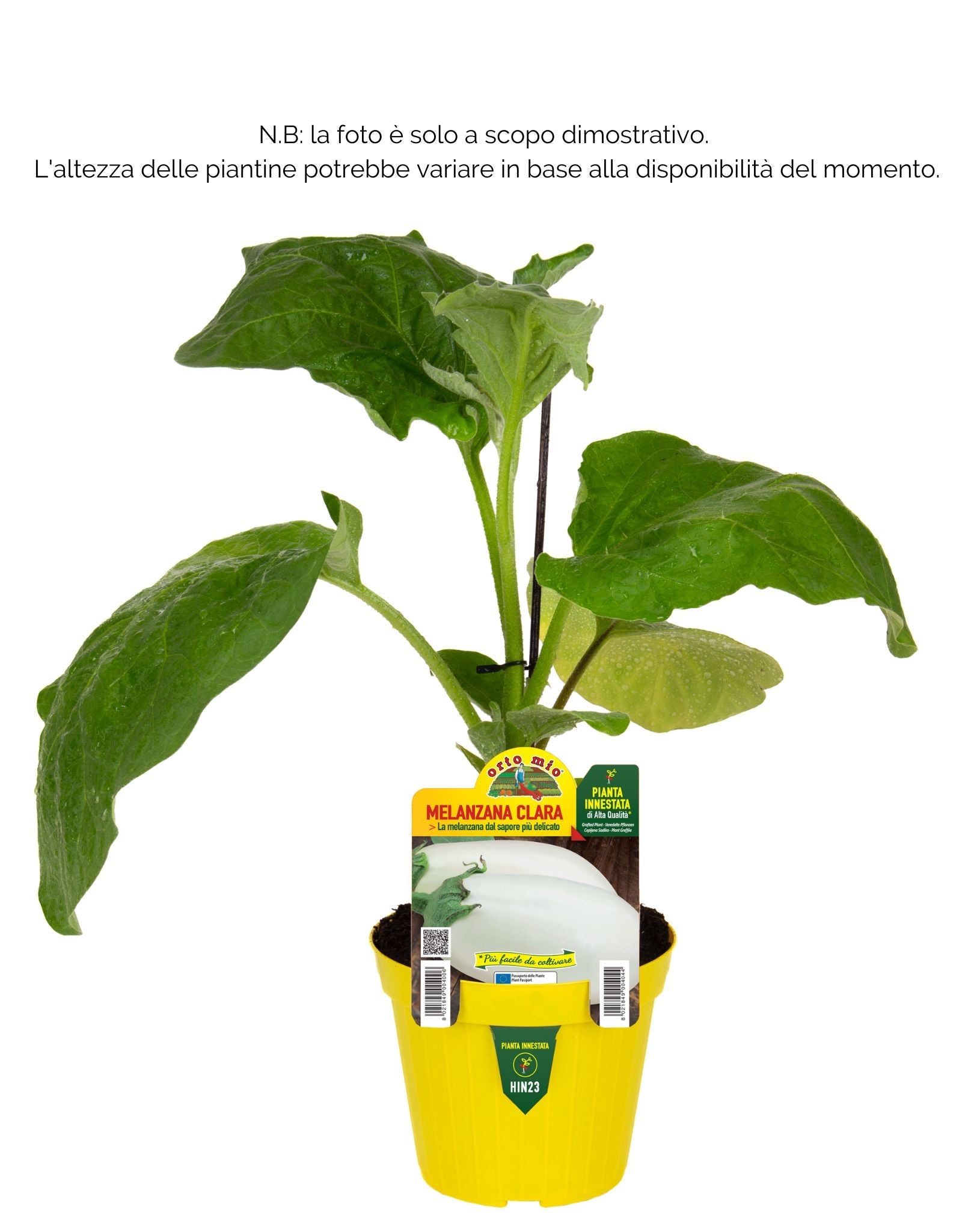 Melanzana bianca Clara F1 - 1 pianta innestata v.14 cm - Orto Mio
