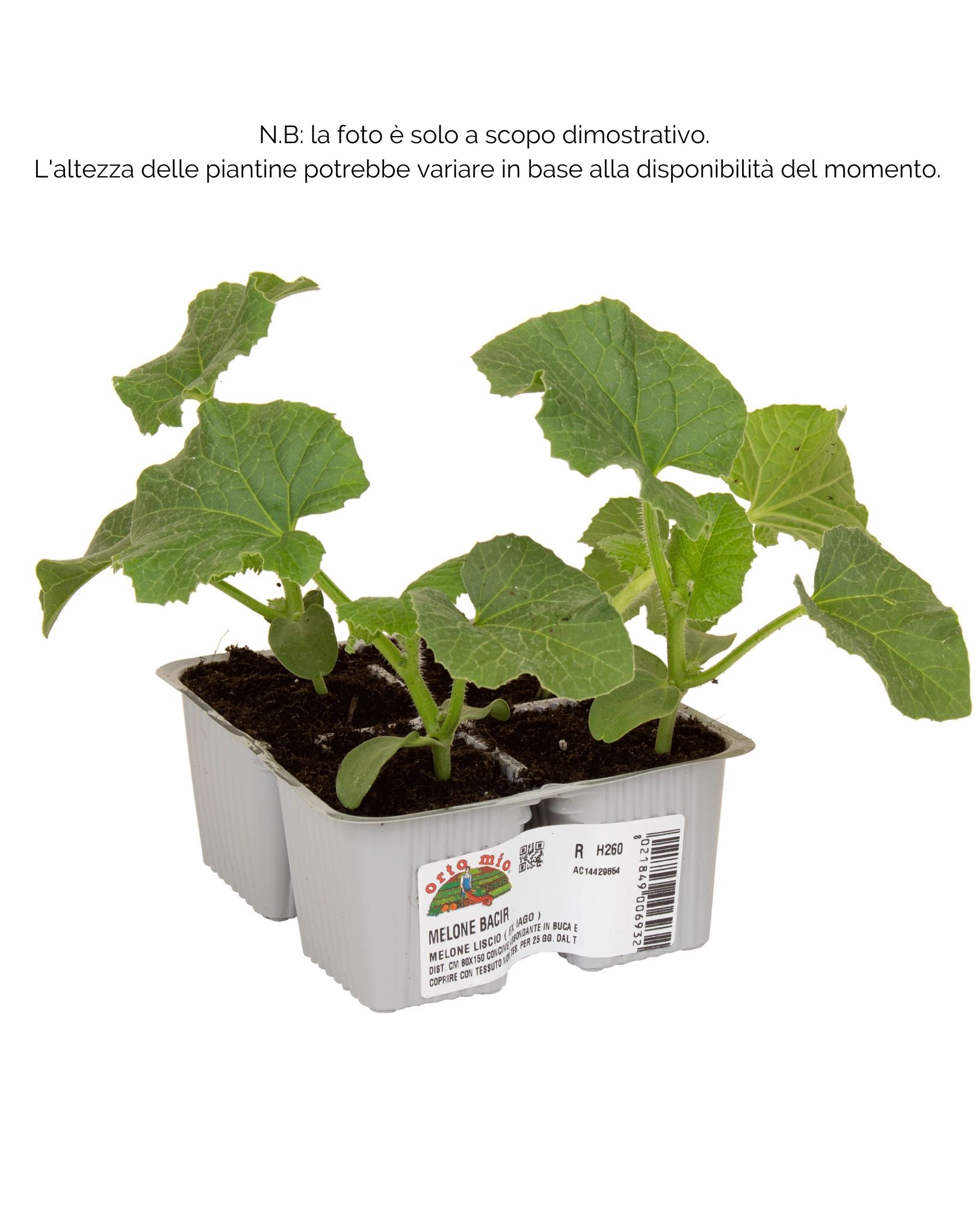 Melone liscio Bacir F1 - 4 piante - Orto Mio