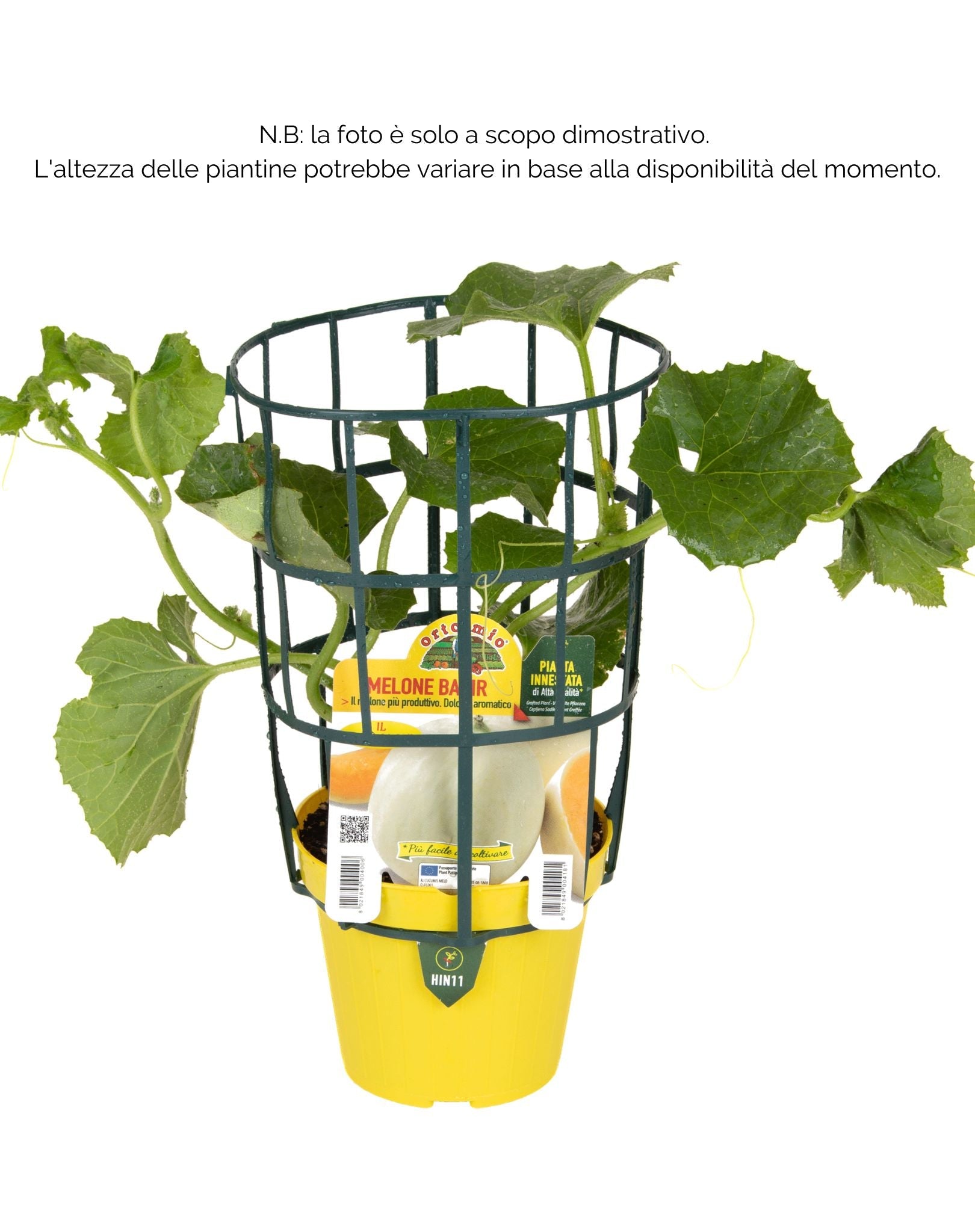 Melone liscio Bacir F1 - 1 pianta v. 14 cm - Orto Mio