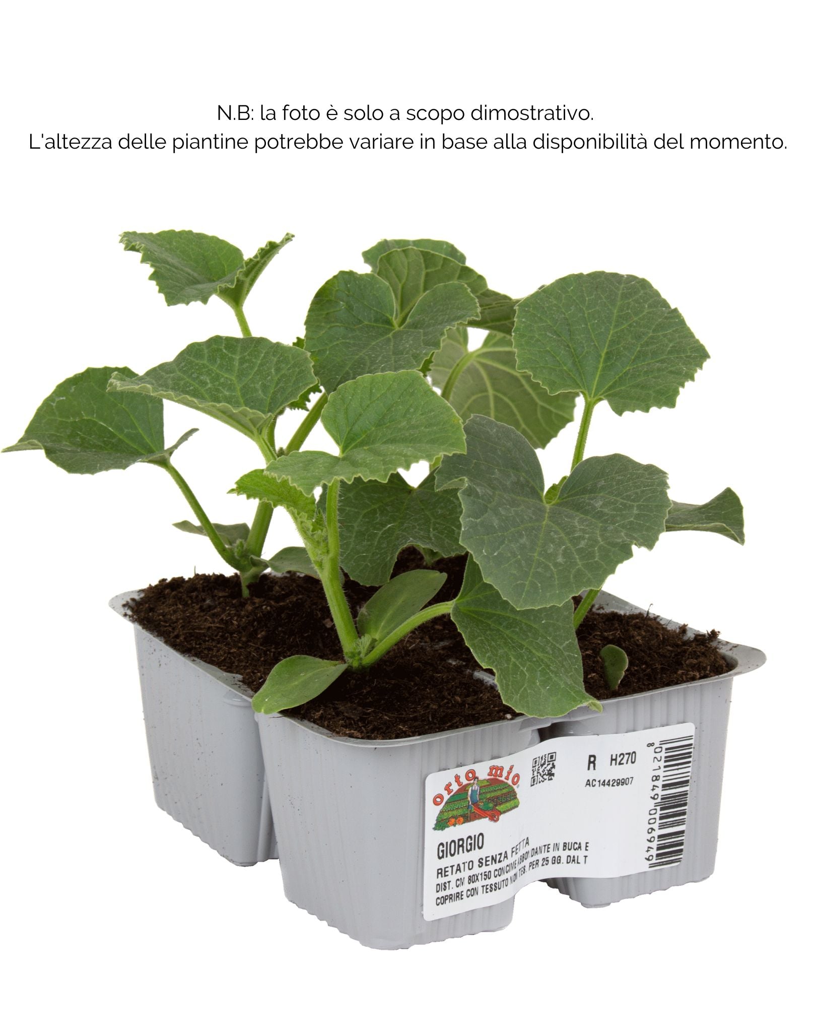 Melone retato senza fetta Giorgio F1 - 4 piante - Orto Mio