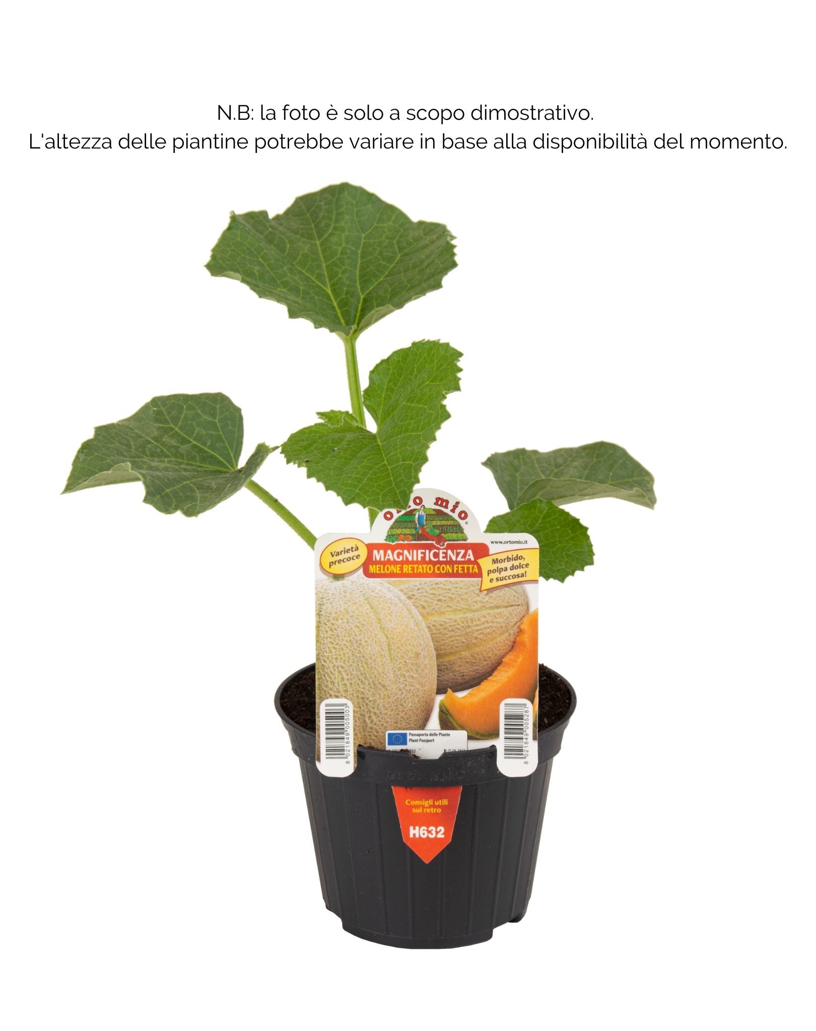 Melone retato con fetta Magnificenza F1 - 1 pianta v. 10 cm - Orto Mio