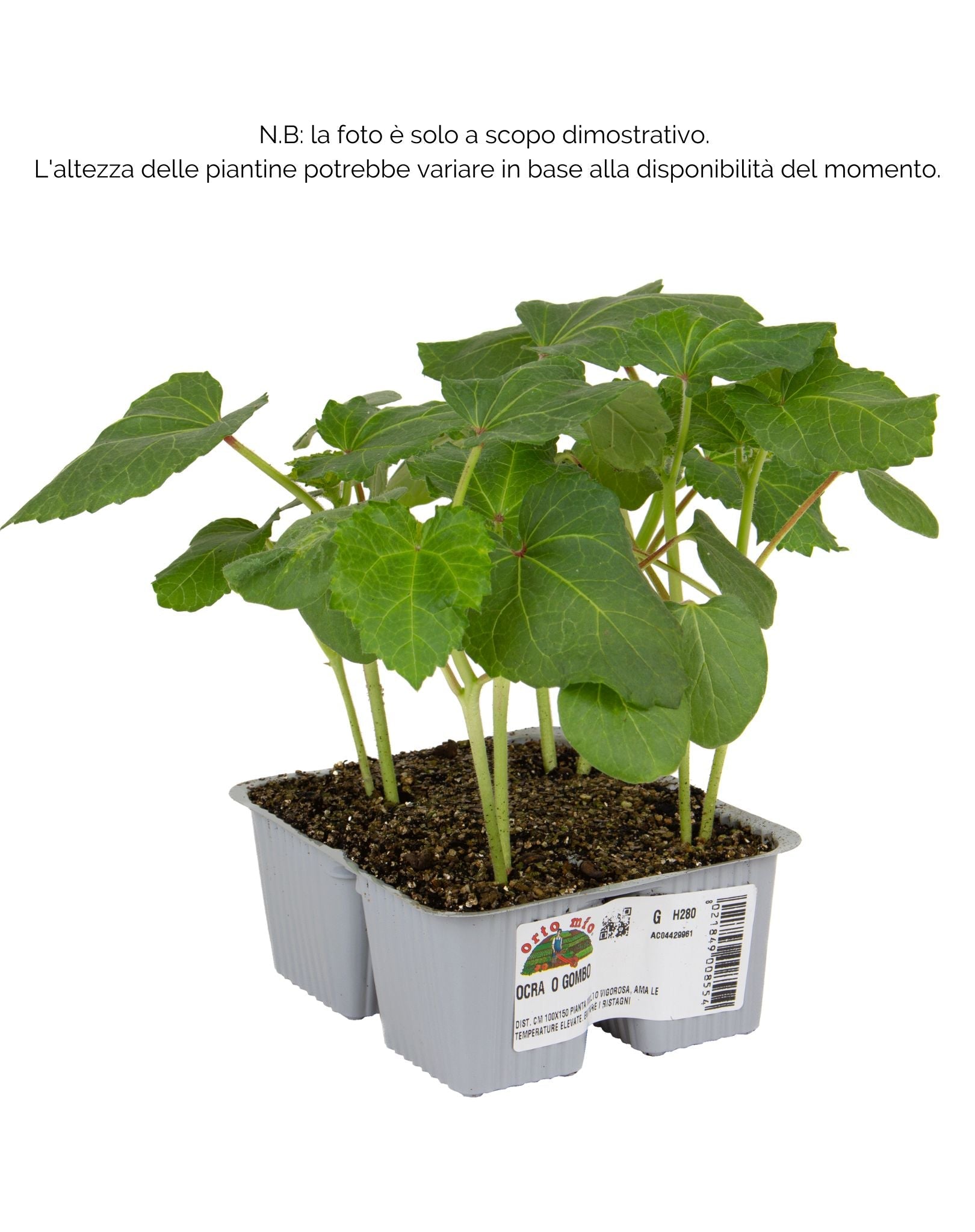 Ocra gombo Kamini - 4 piante - Orto Mio