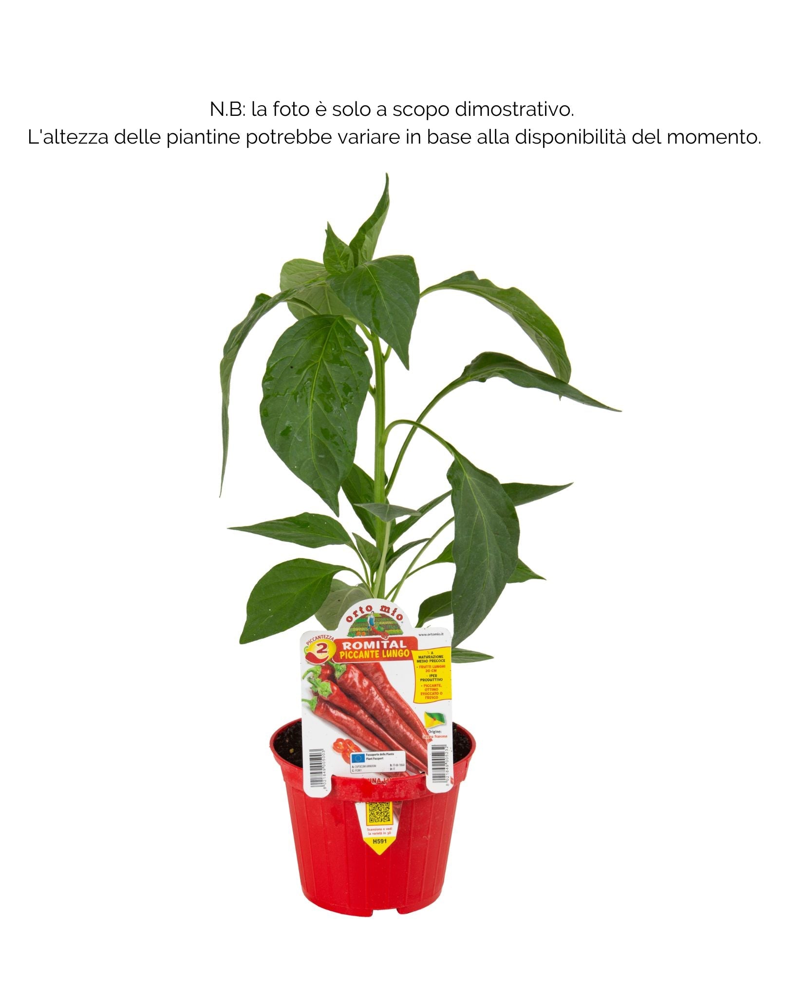 Peperone piccante lungo Romital F1 - 1 pianta v.10 cm - Orto Mio