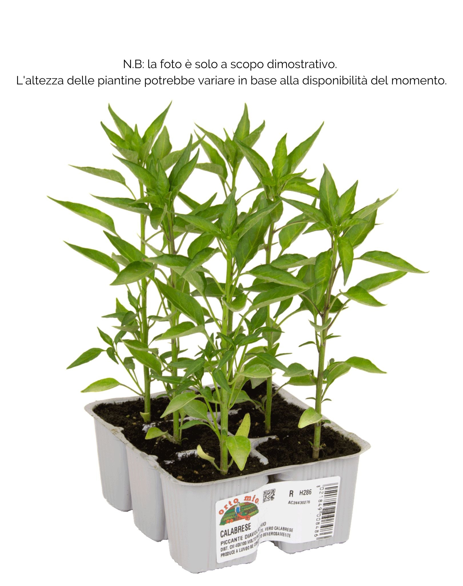 Peperoncino piccante Diavolicchio Calabrese Italico F1 - 6 piante - Orto Mio