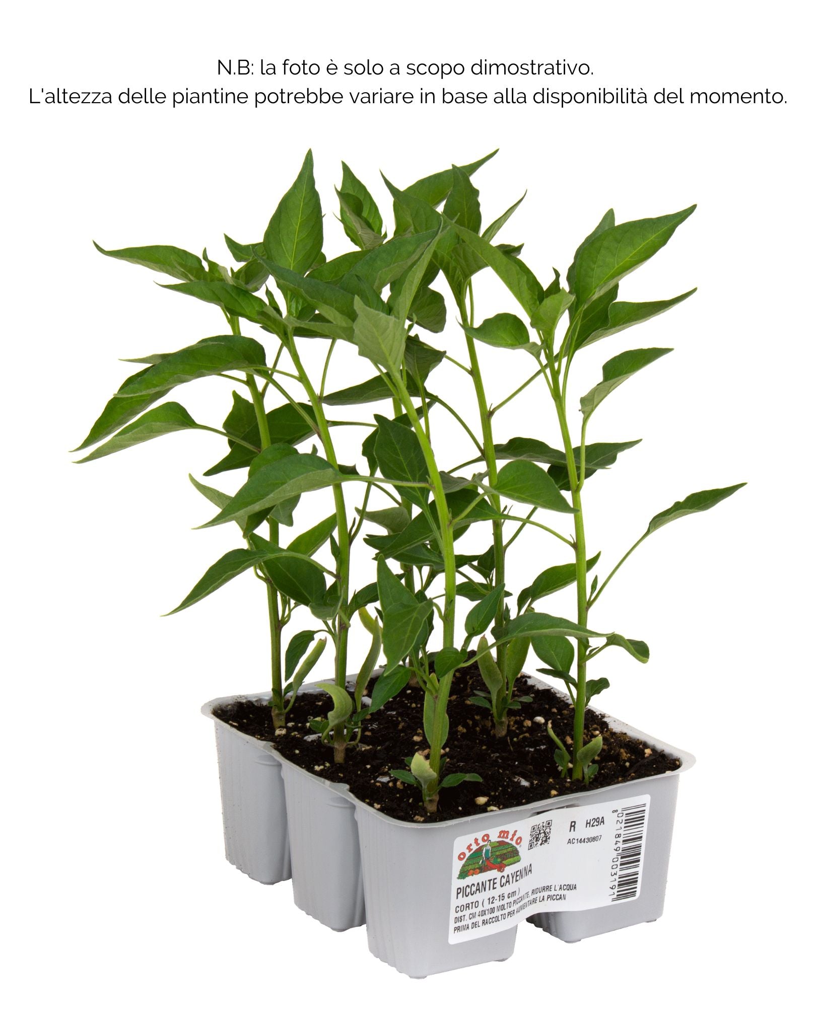 Peperoncino piccante HOT Cayenna corto Cheyenne F1 - 6 piante - Orto Mio