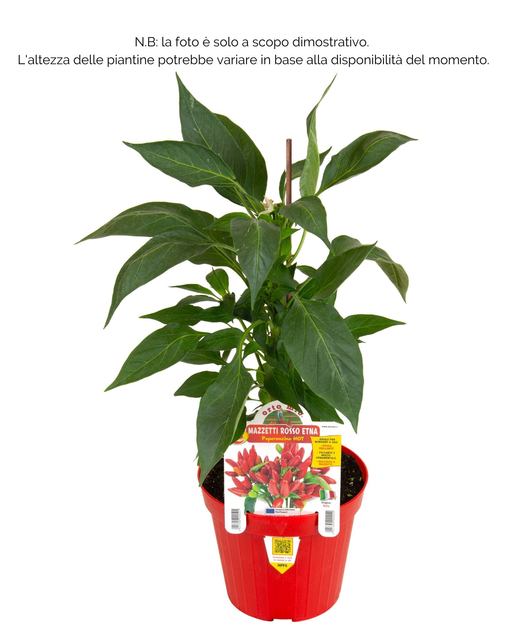 Peperoncino piccante HOT mazzetti rosso Etna - 1 pianta v.14 cm - Orto Mio