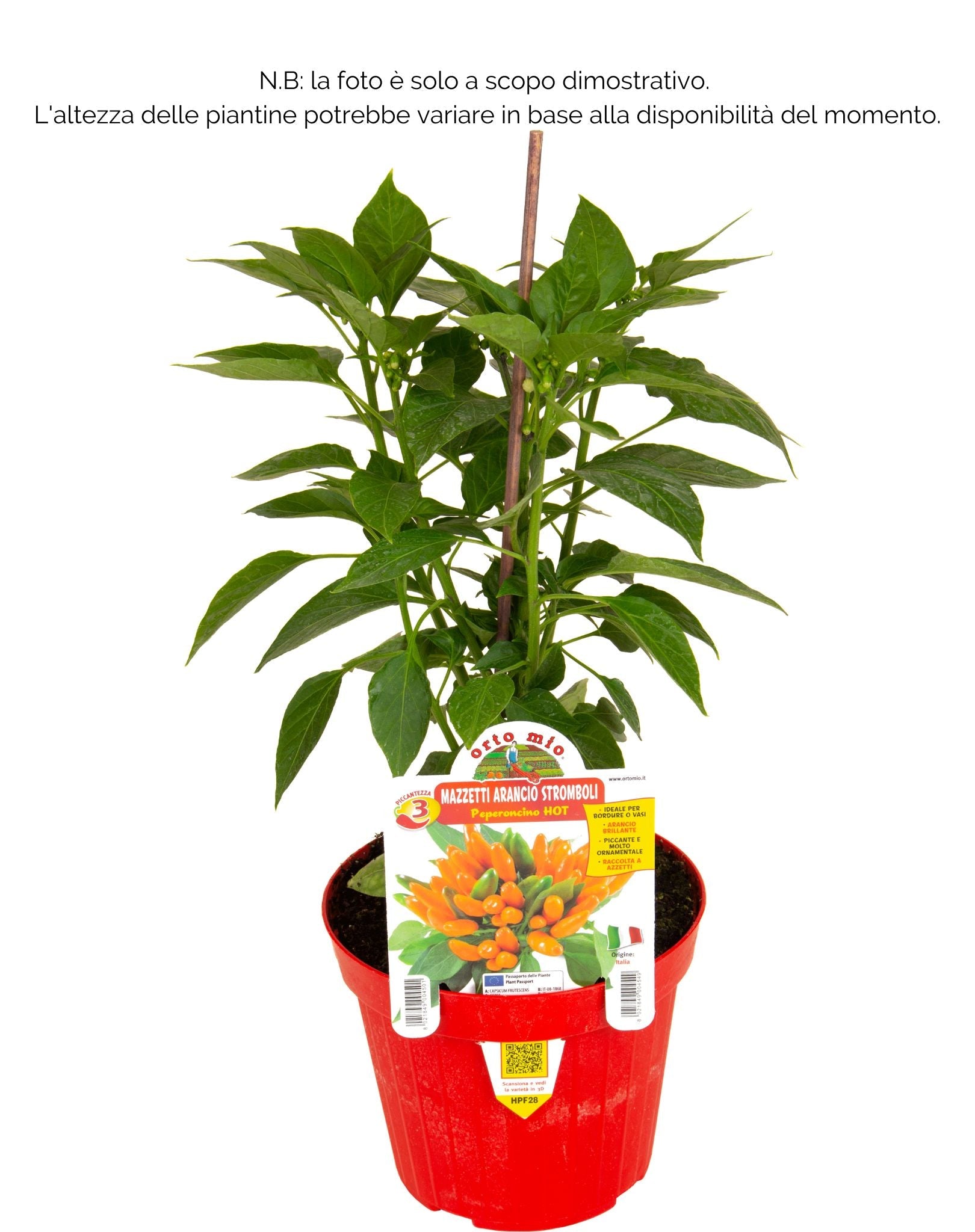 Peperoncino piccante HOT mazzetti arancio Stromboli - 1 pianta v.14 cm - Orto Mio