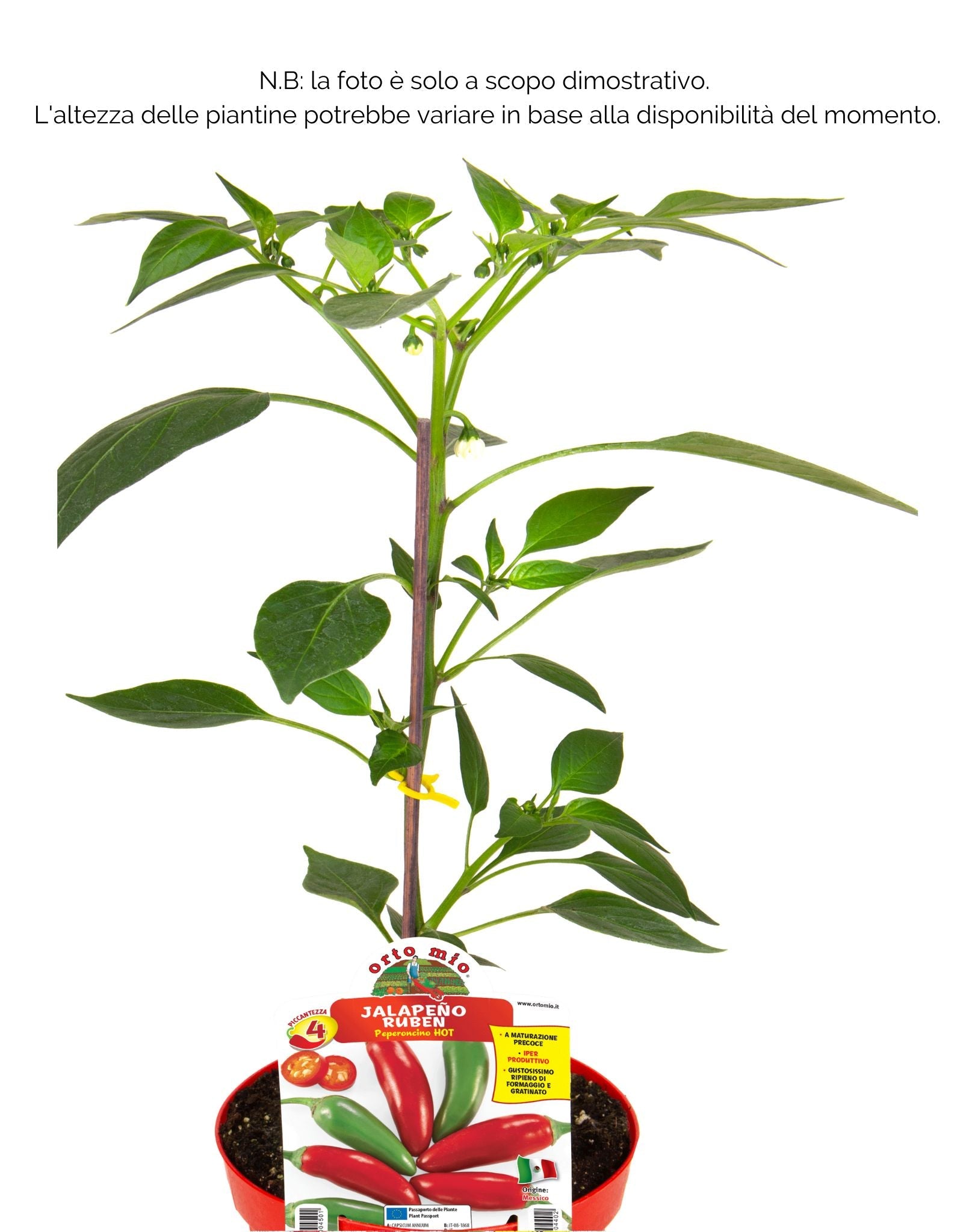 Peperoncino piccante HOT Messicano Jalapeño Ruben - 1 pianta v.14 cm - Orto Mio