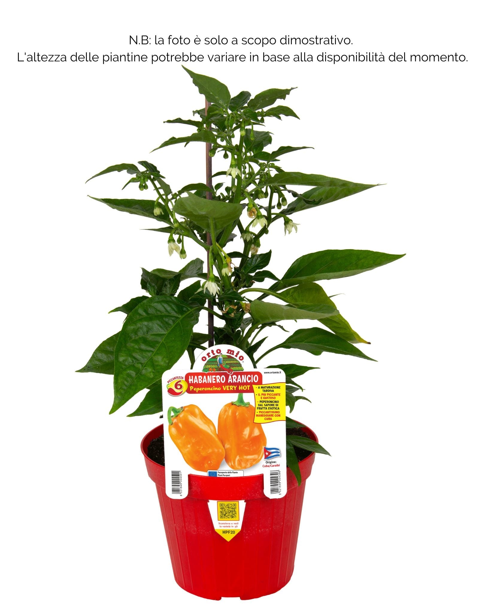 Peperoncino piccante VERY HOT Habanero arancione - 1 pianta  v.14 cm - Orto Mio