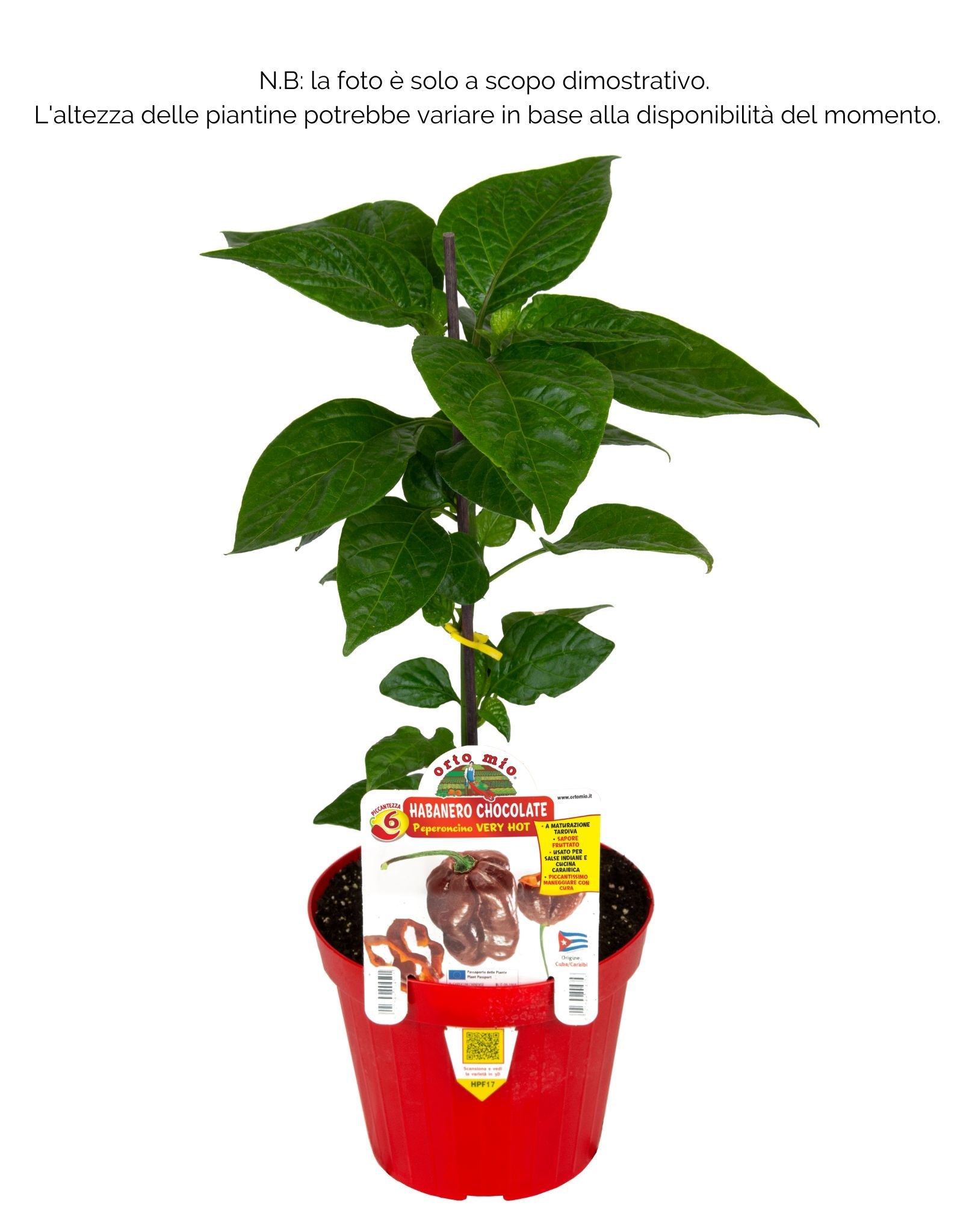 Peperoncino piccante VERY HOT Habanero chocolate - 1 pianta v.14 cm - Orto Mio
