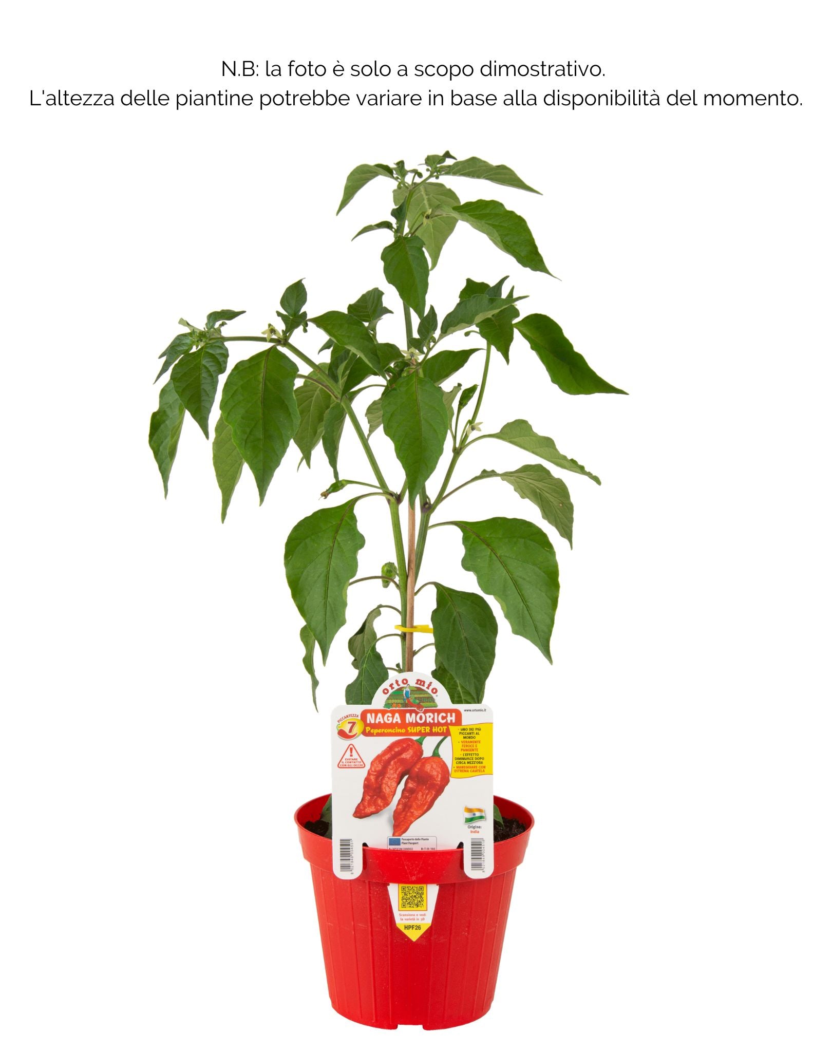 Peperoncino piccante SUPER HOT Naga Morich rosso - 1 pianta v.14 cm - Orto Mio