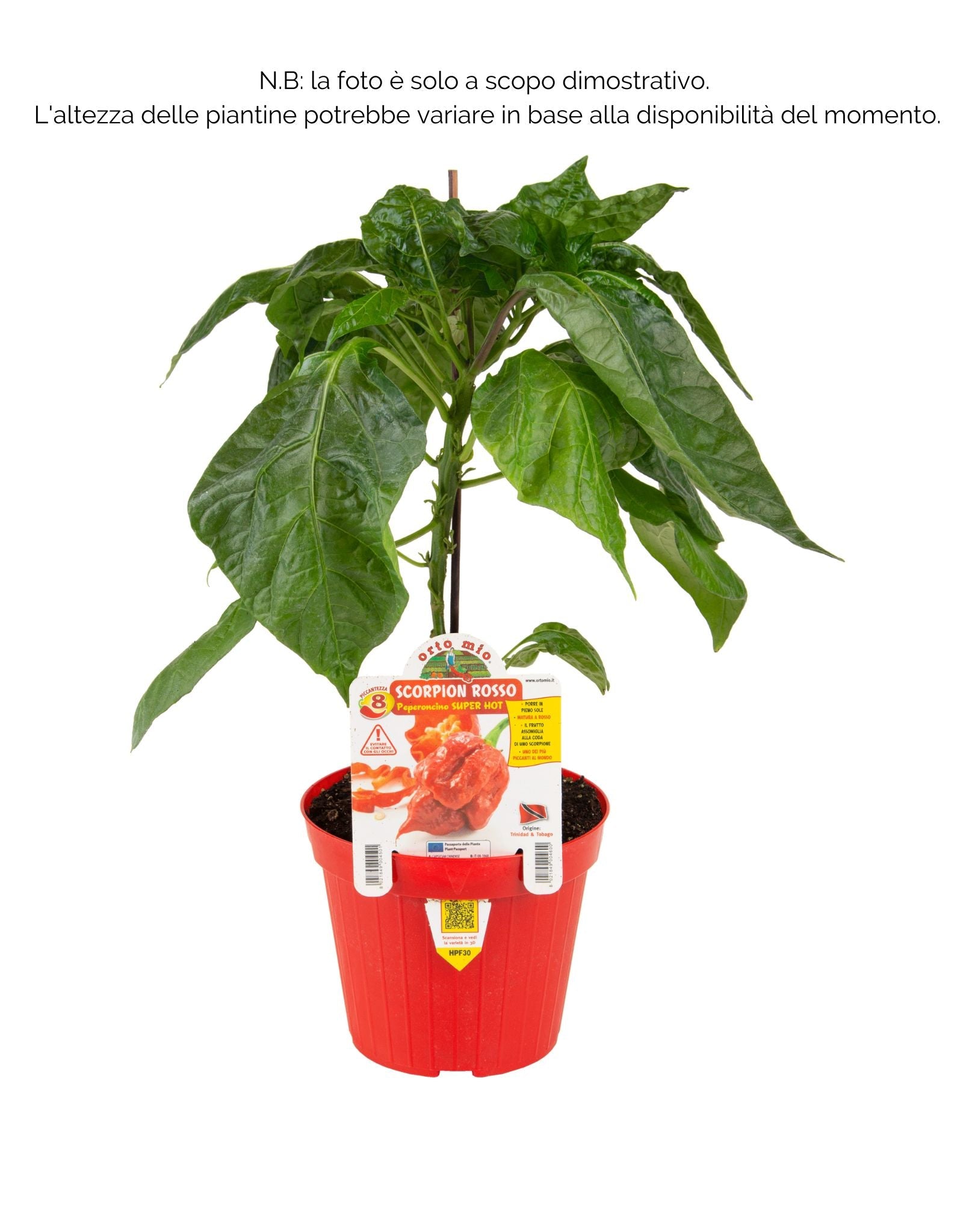Peperoncino piccante Scorpion rosso super hot - 1 pianta v.14 cm - Orto Mio