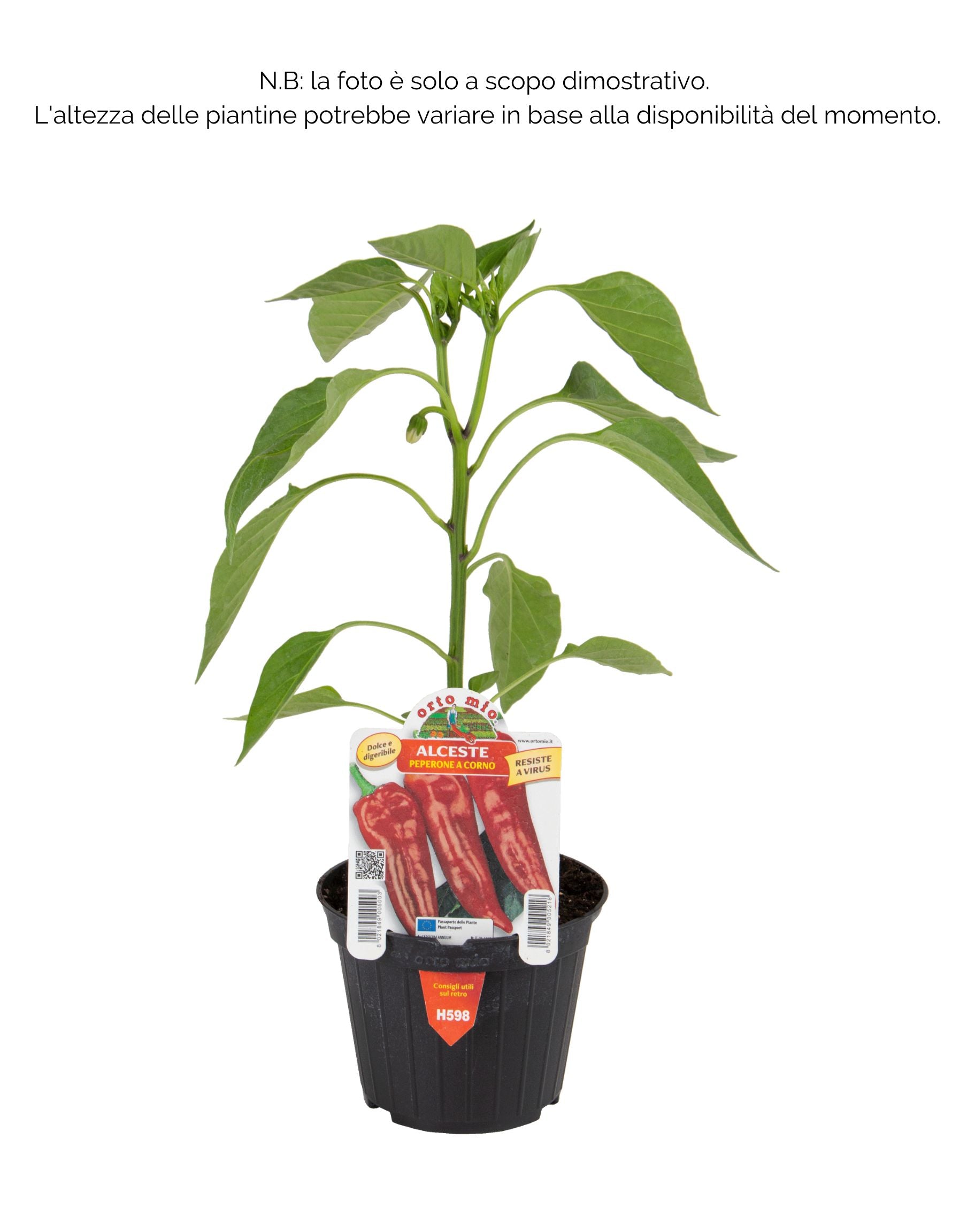 Peperone pescarese Capricorn F1 - Alceste - 1 pianta v.10 cm - Orto Mio