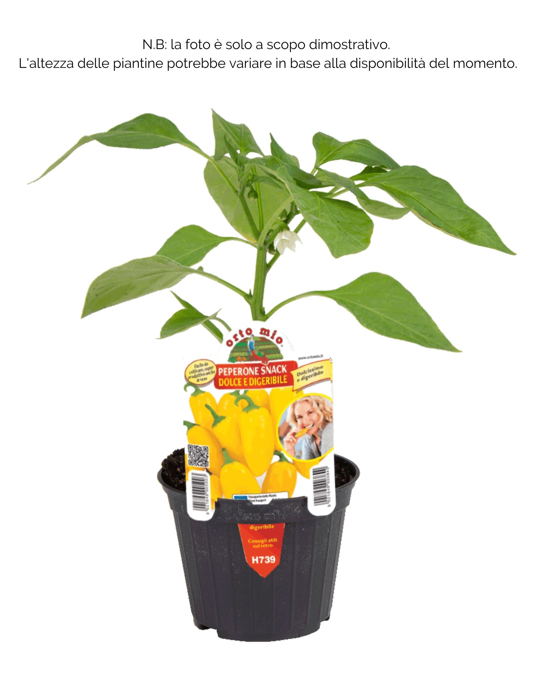 Peperone dolce snack Triyello F1 - 1 pianta vaso 10 cm - Orto Mio