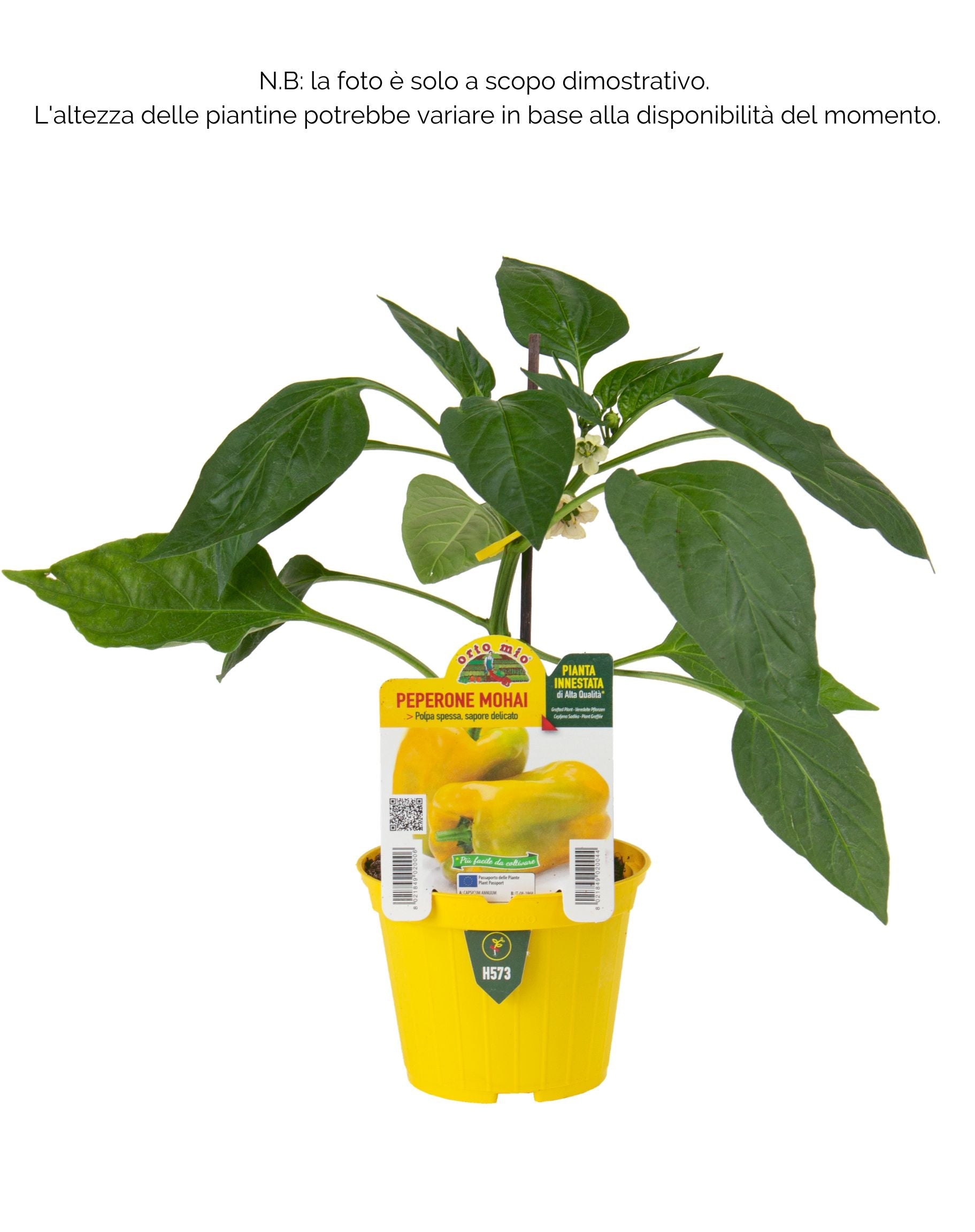 Peperone giallo Mohai F1 - 1 pianta innestata v.10 cm - Orto Mio