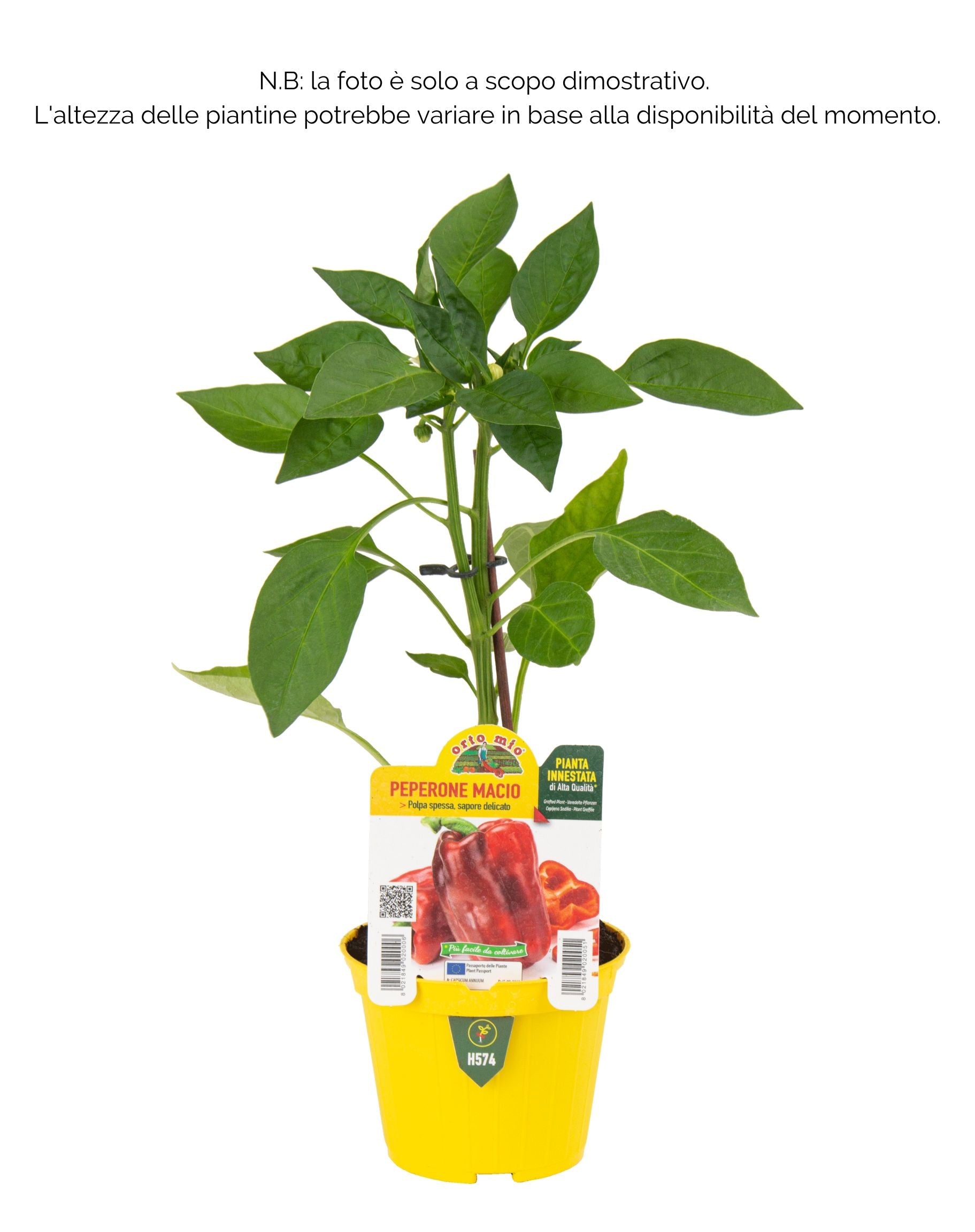 Peperone rosso Macio F1 - 1 pianta innestata v.10 cm - Orto Mio