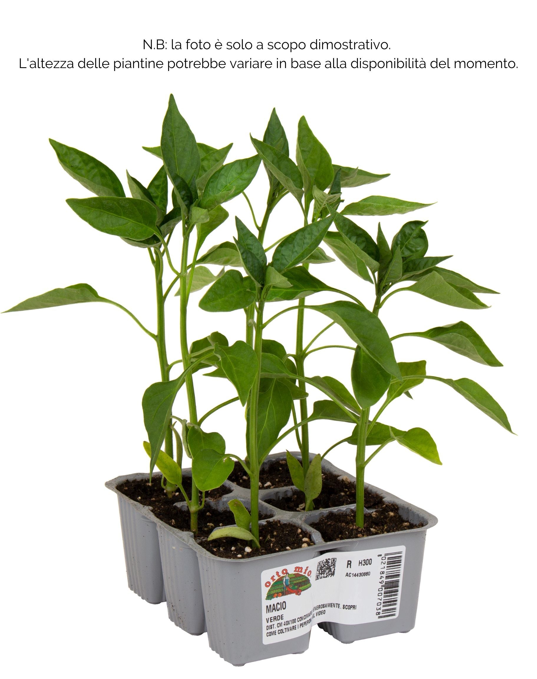 Peperone verde Macio F1 - 6 piante - Orto Mio