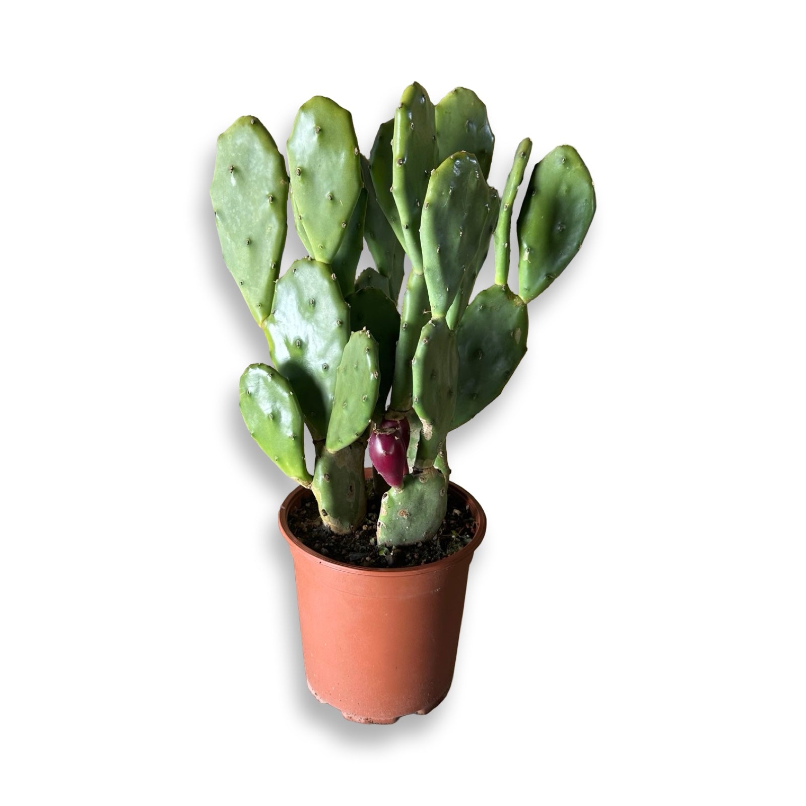Piantina di Opuntia Vulgaris CERTIFICATA