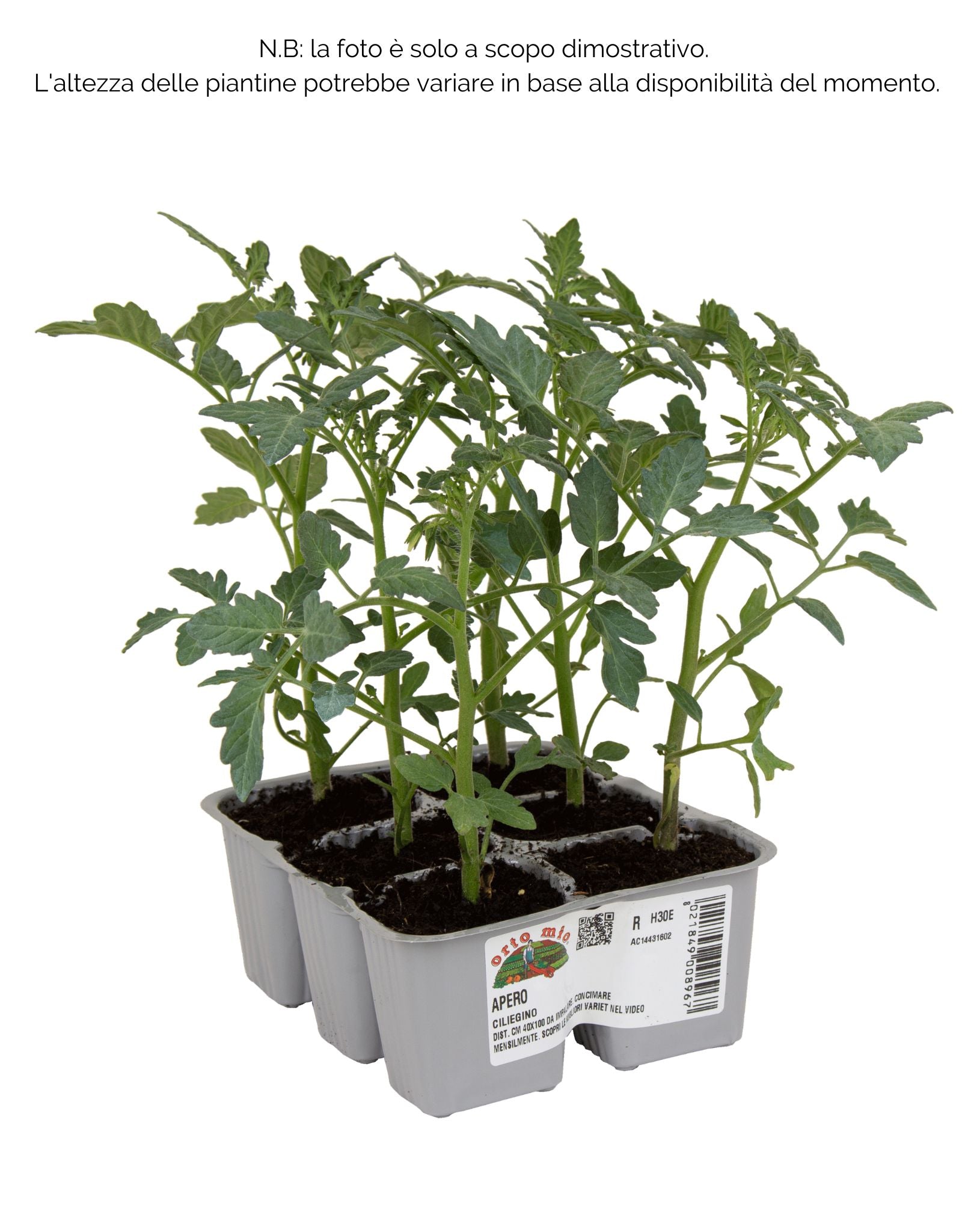 Pomodoro ciliegino dolcissimo Apero F1 -  6 piante - Orto Mio