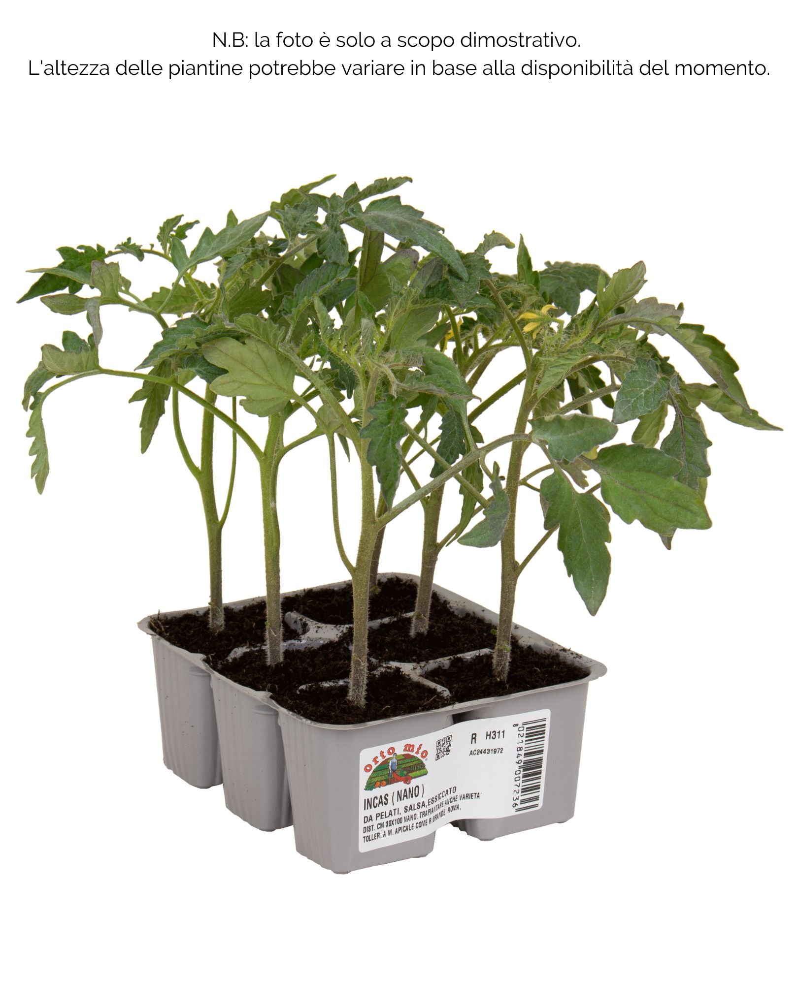 Pomodoro da salsa (nano) san marzano da pelati-essiccato Incas F1 - 6 piante - Orto Mio