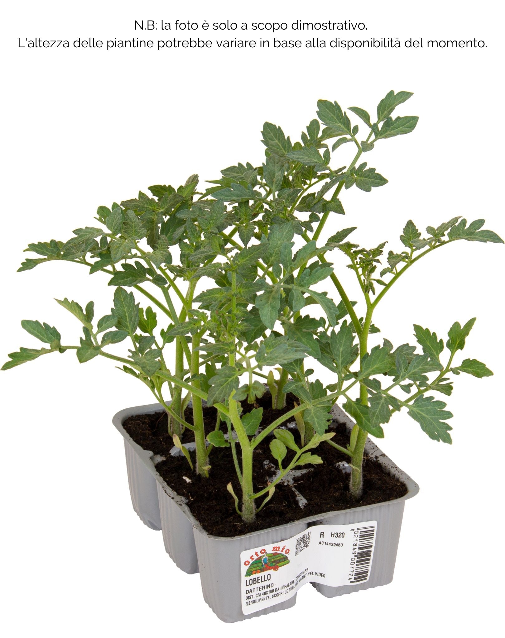 Pomodoro datterino Lobello F1 - 6 piante - Orto Mio