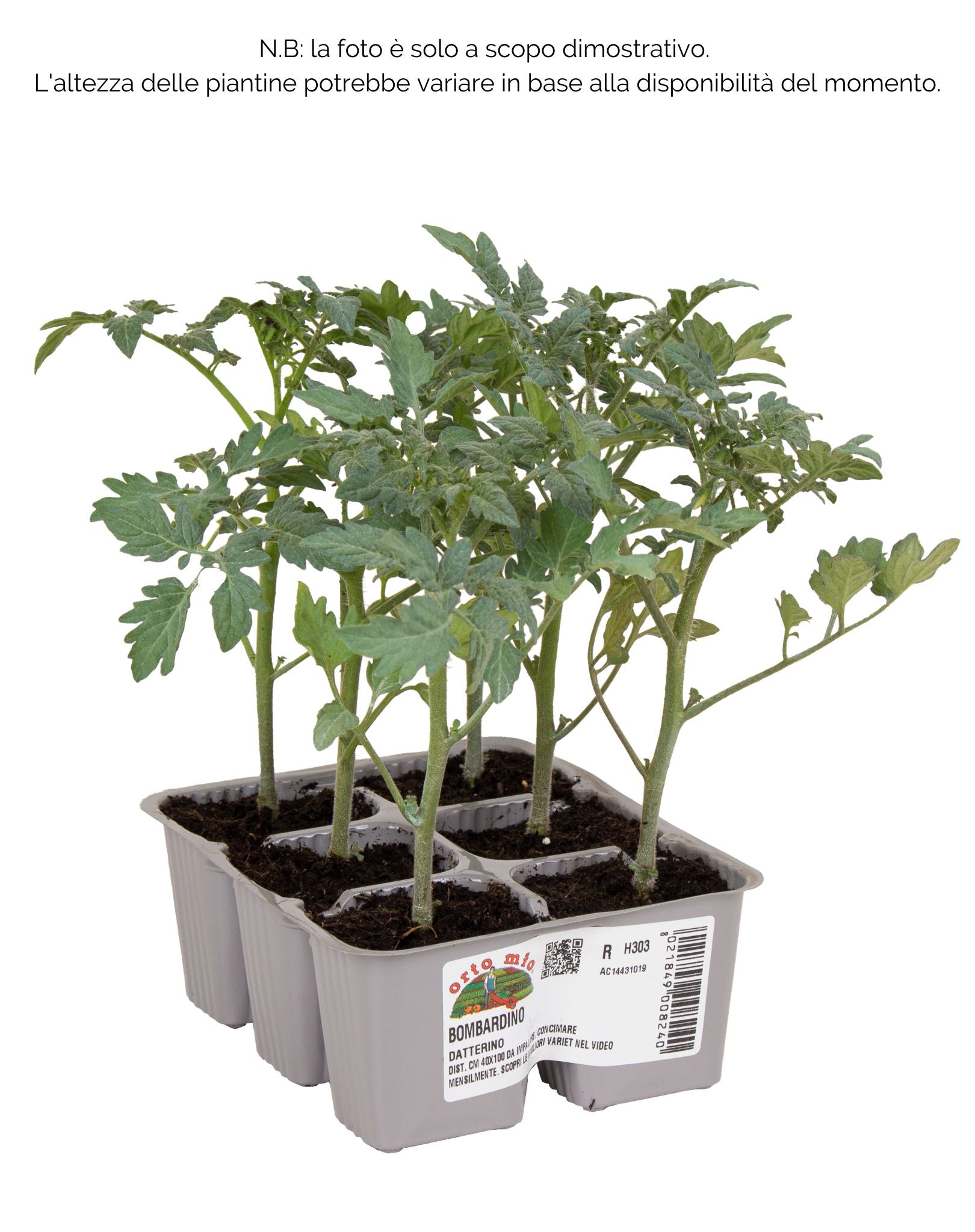 Pomodoro Datterino Bombardino F1 - 6 piantine - Orto Mio