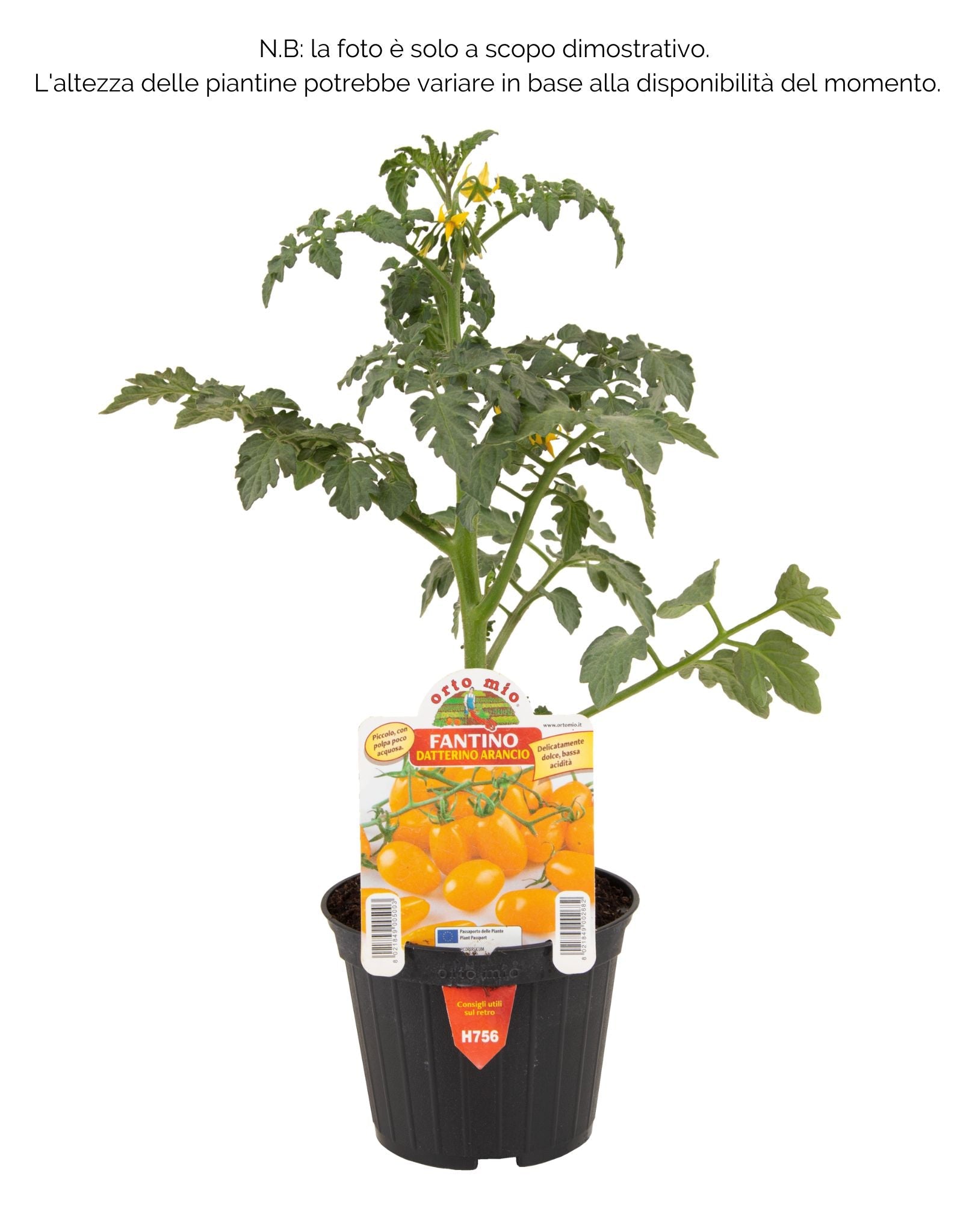 Pomodoro Datterino Arancione Fantino e Orange Sunset F1 - vari formati, anche Innestato