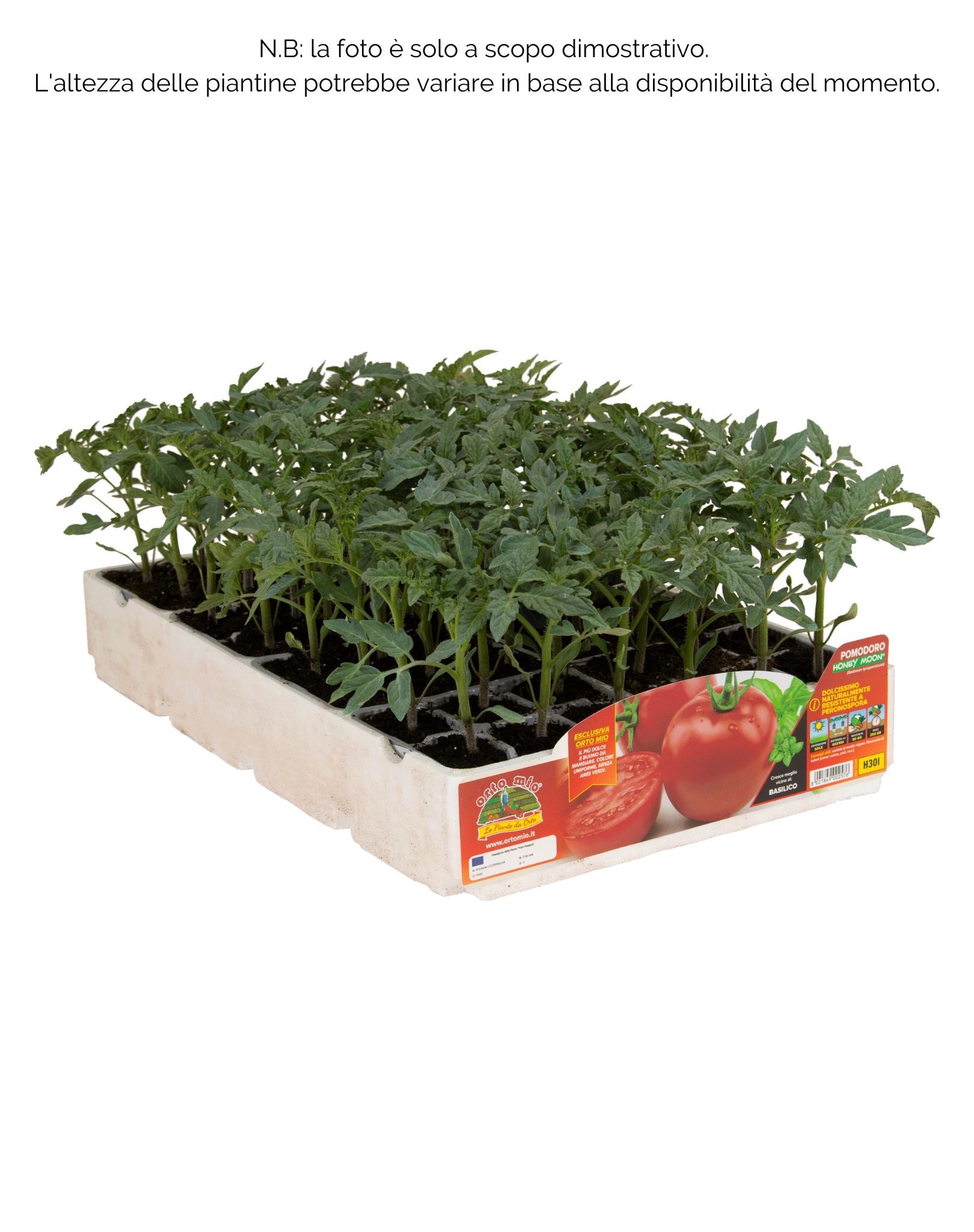 Pomodoro tondo dolce Honey Moon F1 - 6 piantine - Orto Mio