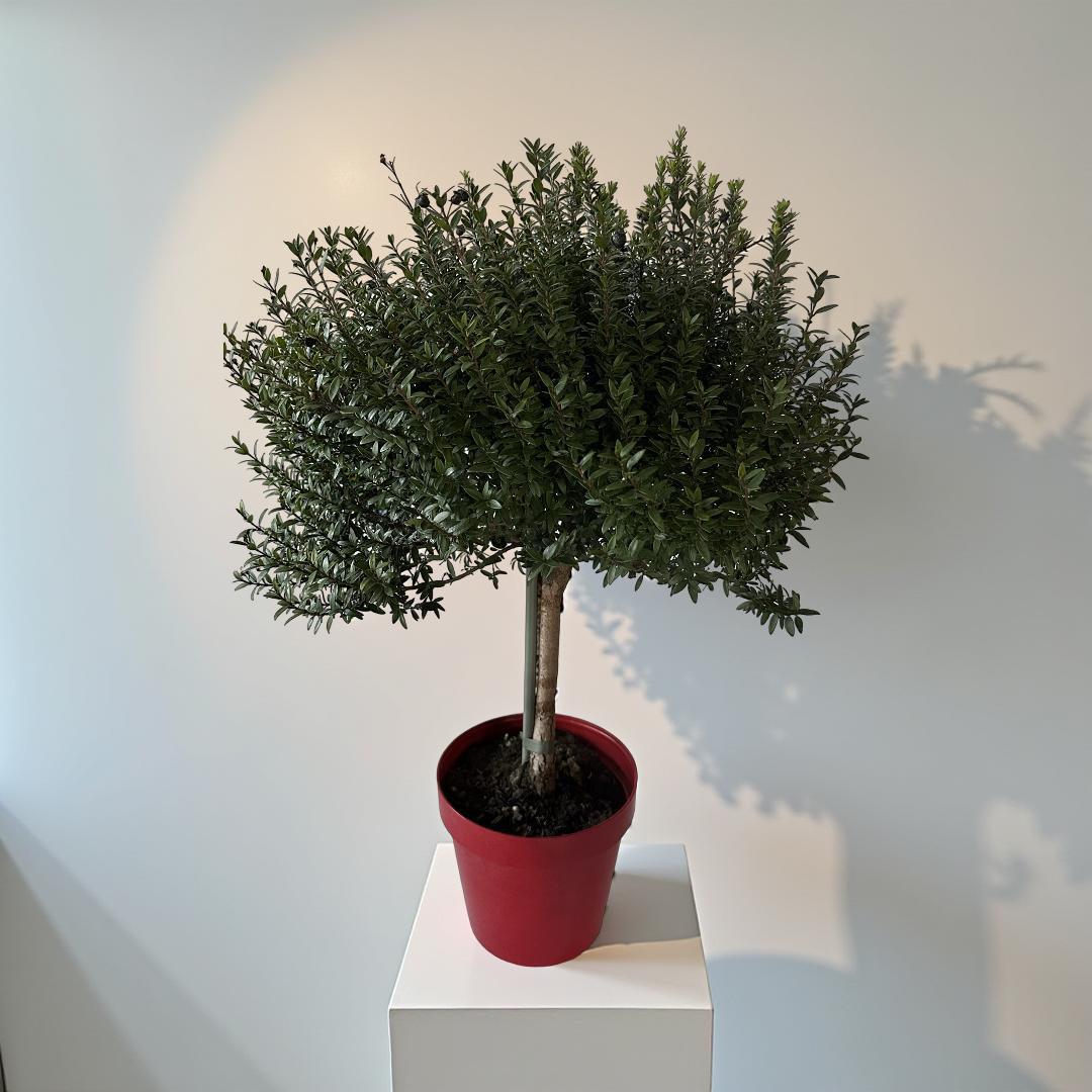 Piantina Alberello di Mirto - Myrtus Microphylla CERTIFICATA
