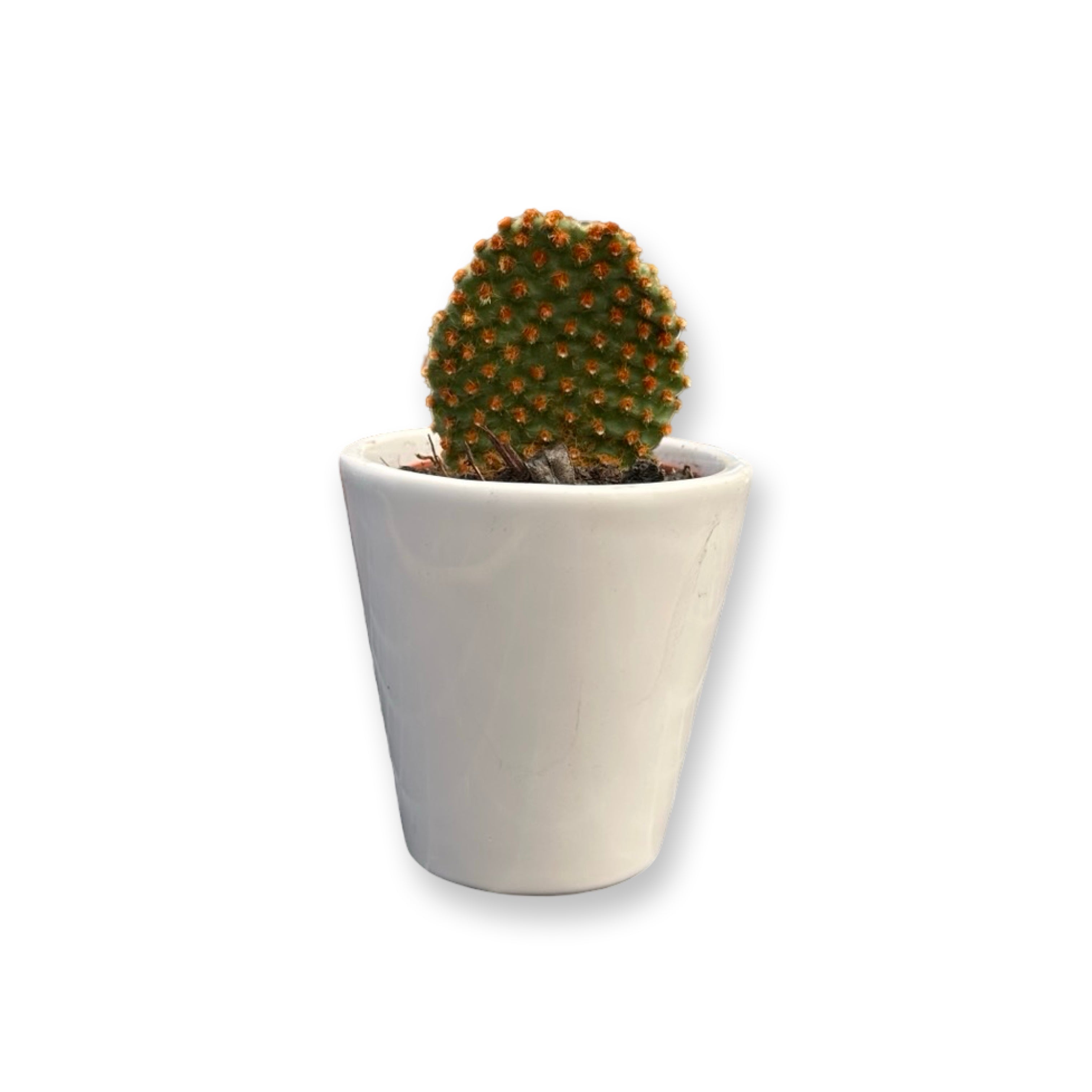 Set mini piante grasse vere vaso ceramica 5,5cm