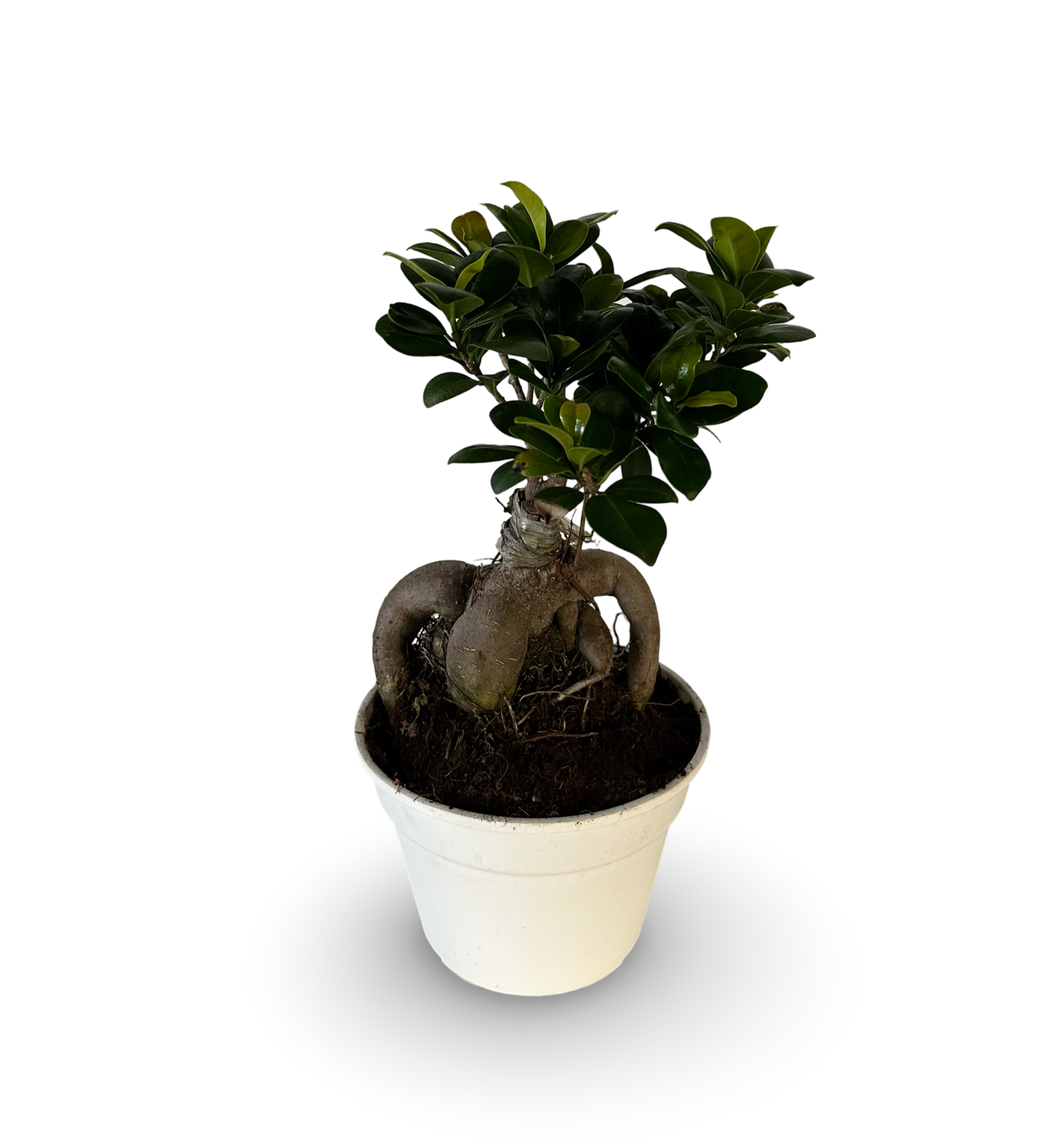 Bonsai Ginseng Ficus Microcarpa