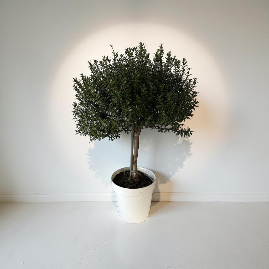 Piantina Alberello di Mirto - Myrtus Microphylla CERTIFICATA