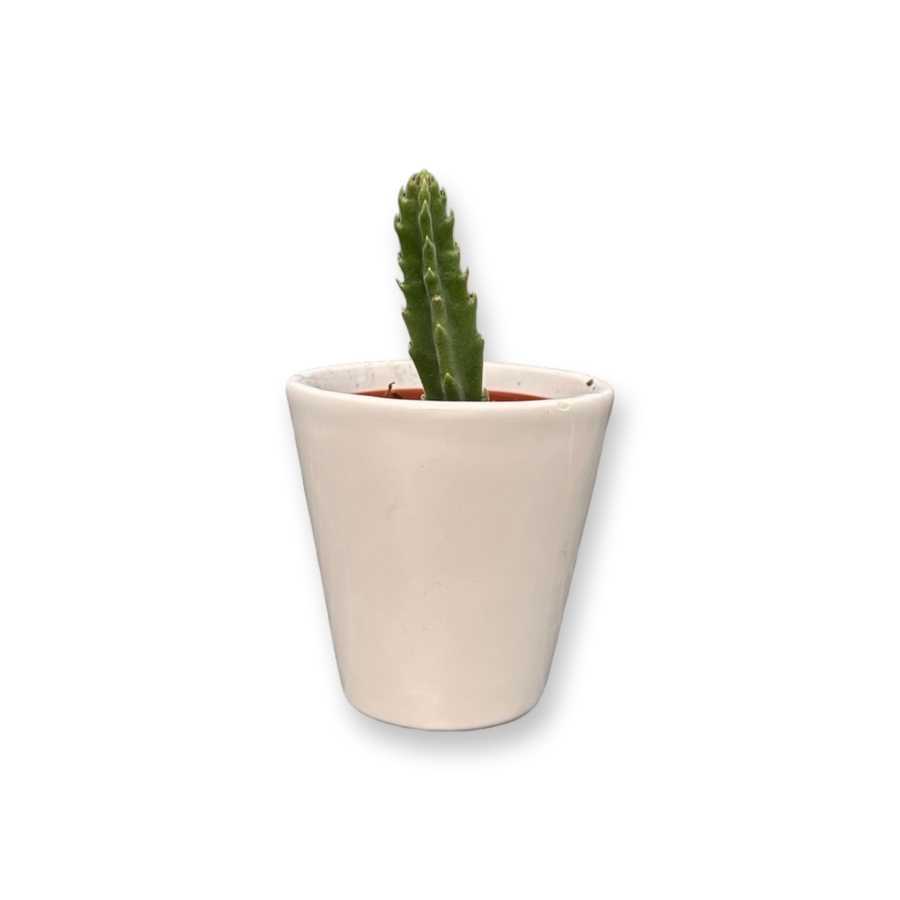 Set mini piante grasse vere vaso ceramica 5,5cm