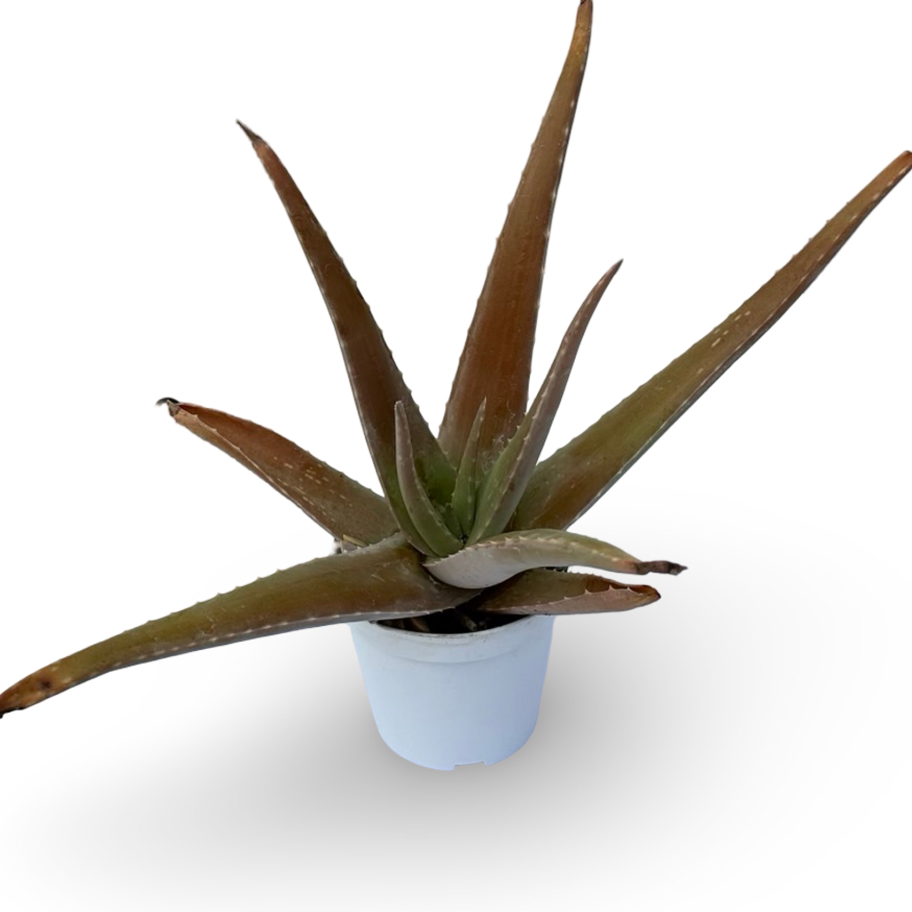 Pianta di Aloe Vera
